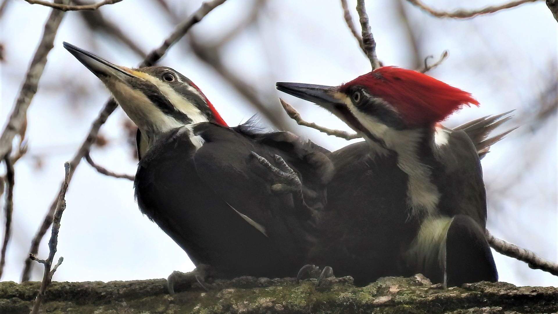 A photo of pileated woodpeckers in West Des Moines.