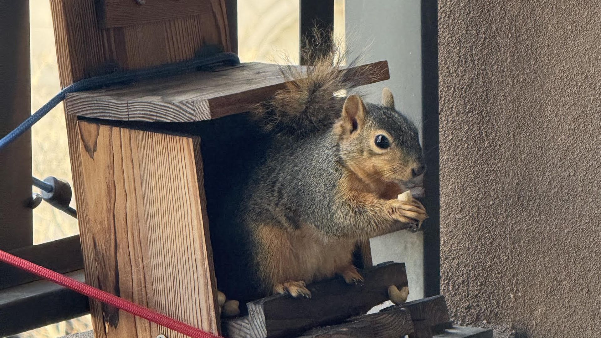 This is "Cheeks" one of the squirrels eating on a balcony in Golden Triangle. Photo: Courtesy of Liz Pope