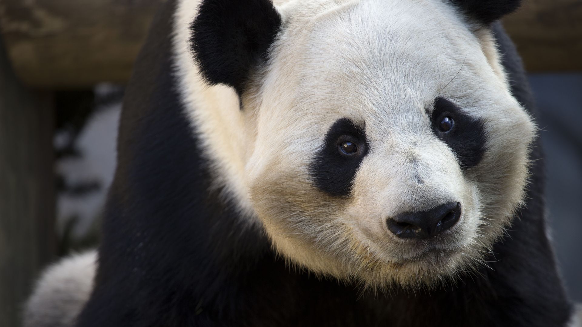 A close-up photo of panda bear staring at the camera