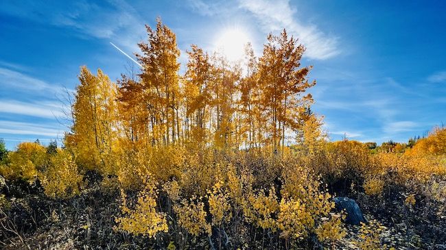 Colorado fall colors photo gallery 2023, Share your pictures