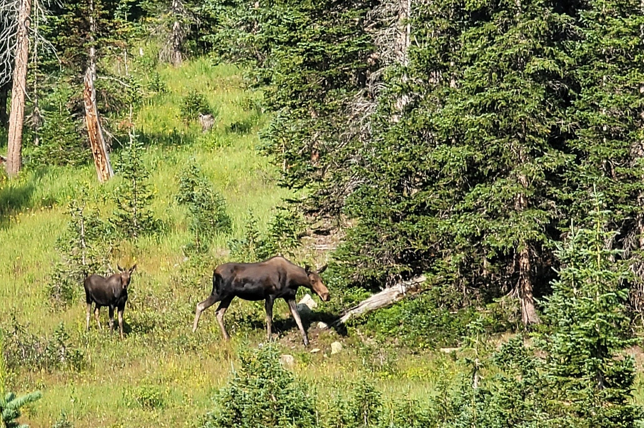 Two dark brown horses grazing in a sunlit meadow, framed by dense evergreen trees; a fallen log rests in the foreground among yellow wildflowers.