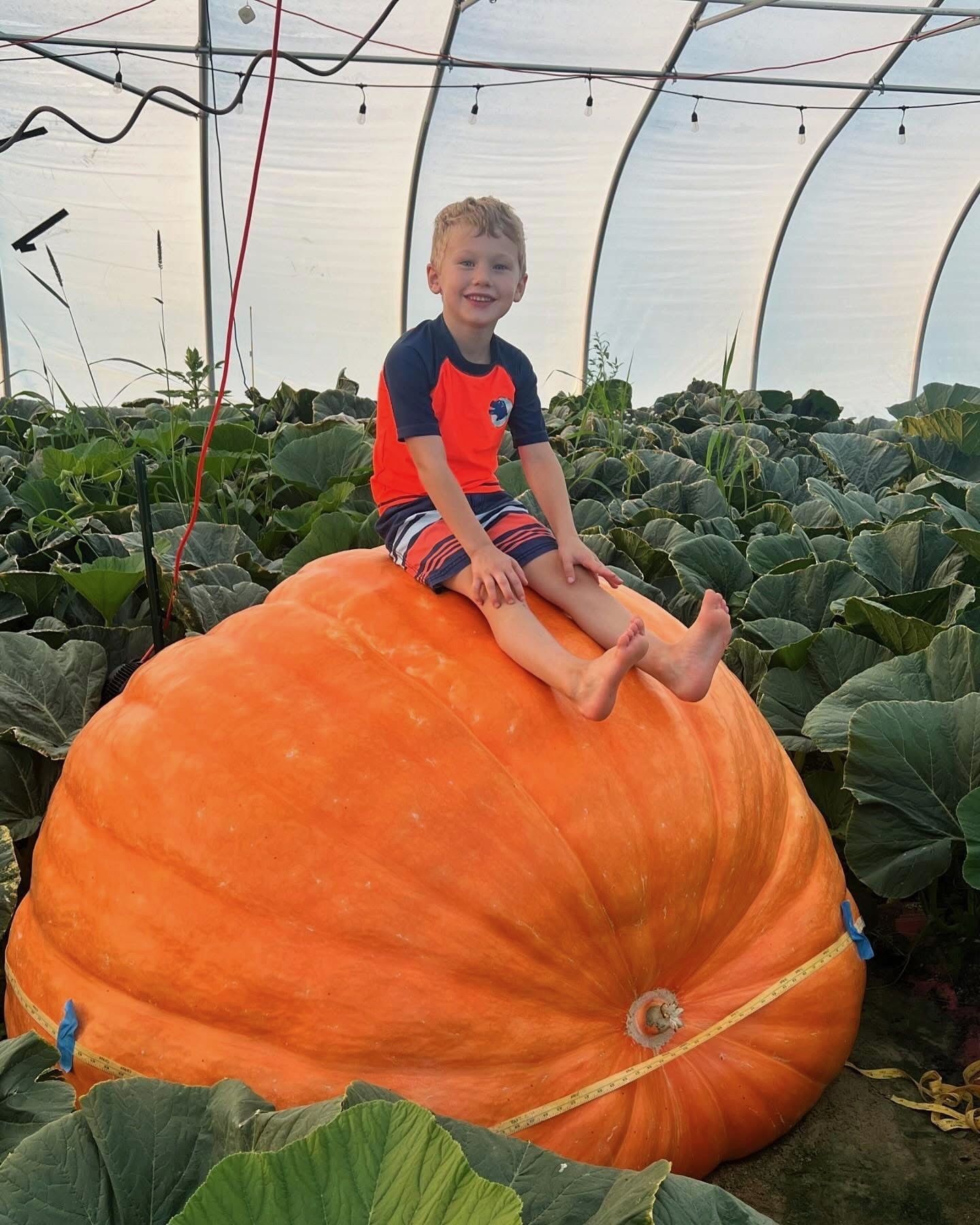 Chad New's massive pumpkin, from 2024.