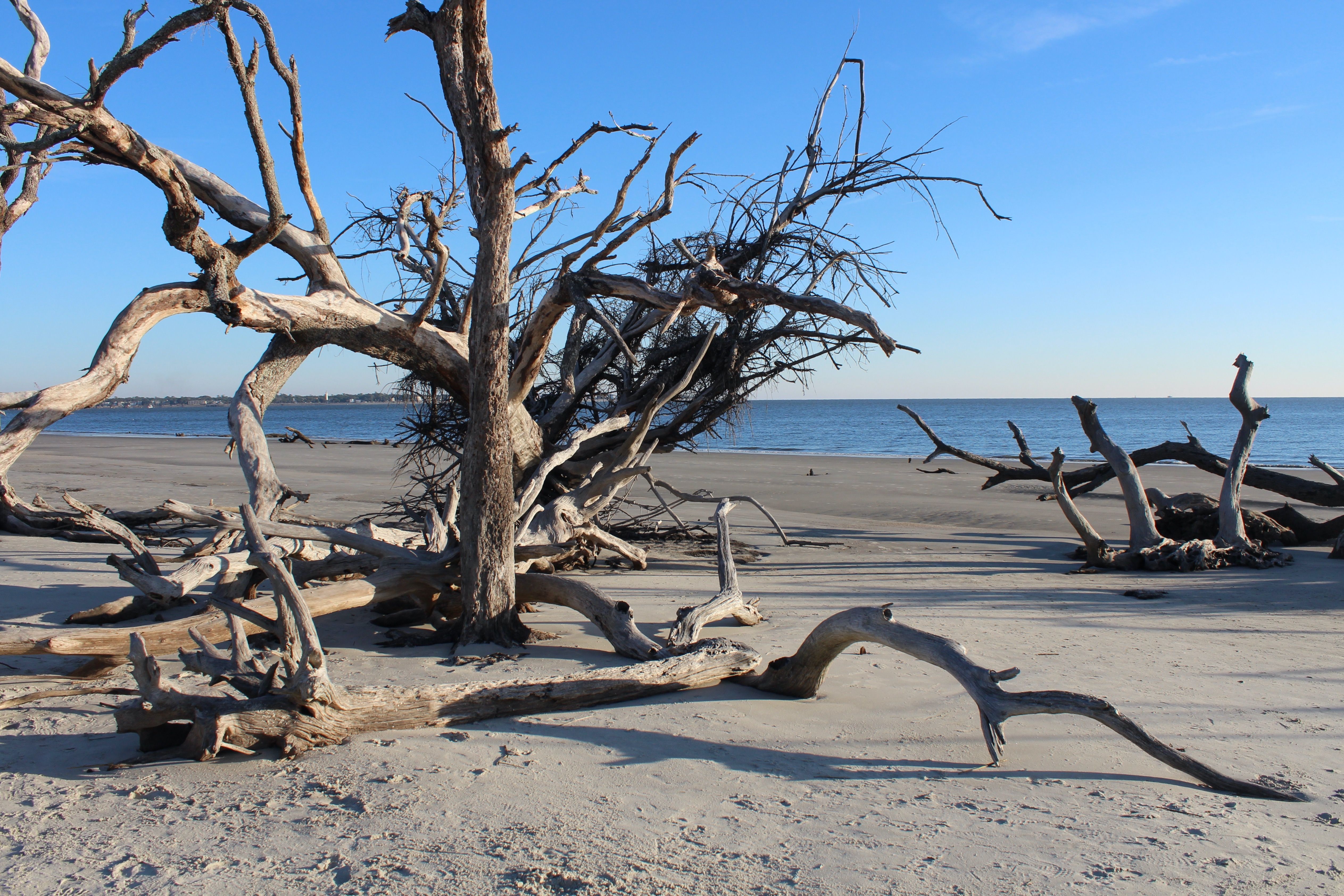 Driftwood Beach, Jekyll Island, Georgia, USA. (Photo by: David Underwood/UCG/Universal Images Group via Getty Images)