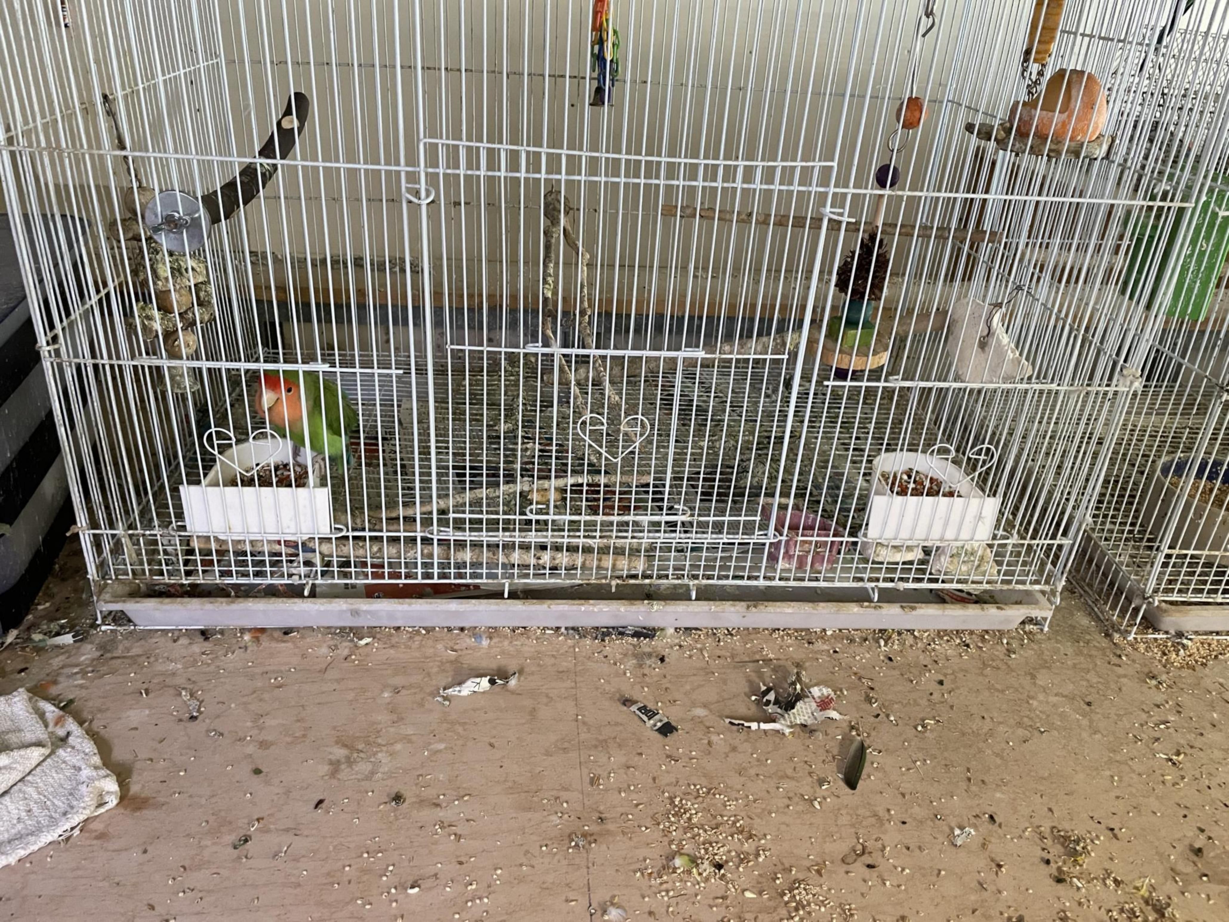 A small green and red lovebird sits inside a large white cage with branches, food dishes, and hanging toys. The floor outside is scattered with seeds and debris.