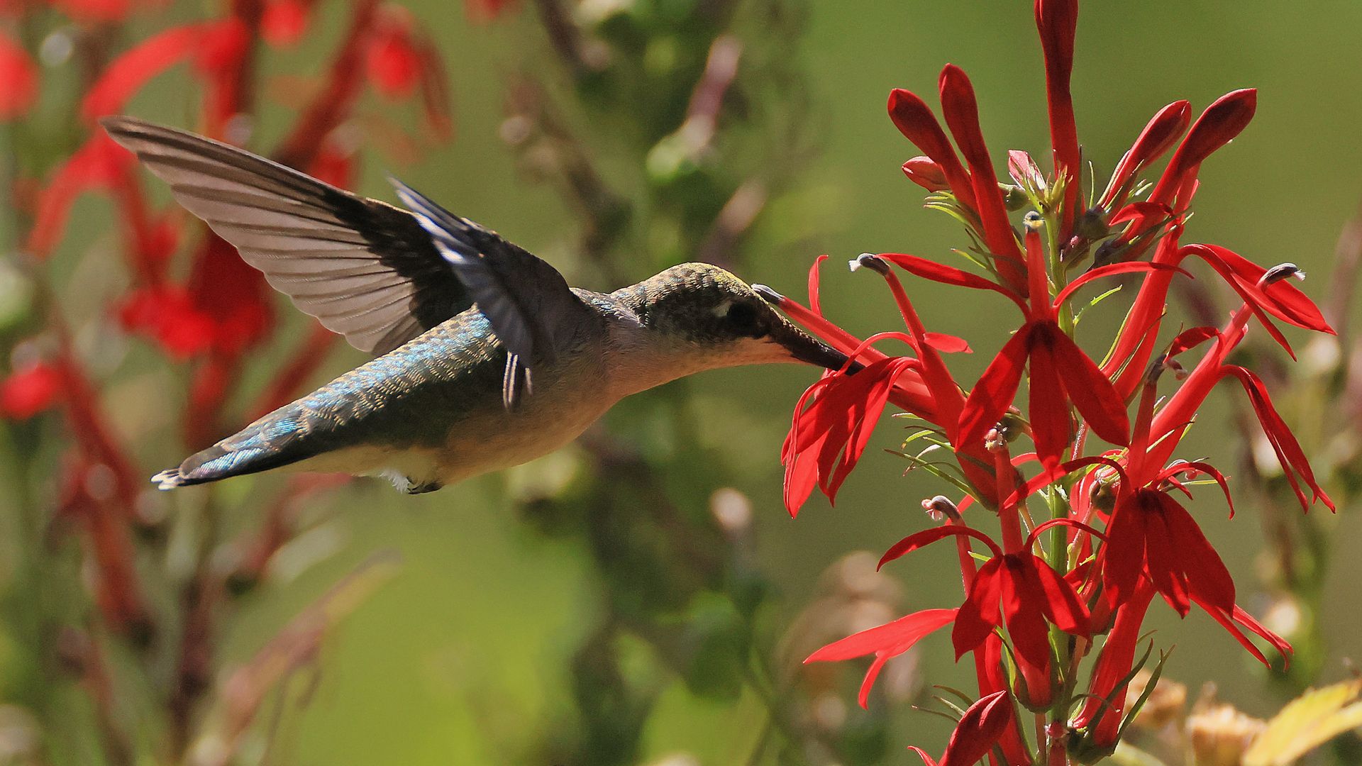 ROSLYN HARBOR, NEW YORK - SEPTEMBER 04: A Ruby-throated Hummingbird populates Cedarmere Park on September 4, 2025 in Roslyn Harbor, New York. During the summer months the Long Island region provides a welcome habitat for a wide variety of birds. (Photo by Bruce Bennett/Getty Images)
