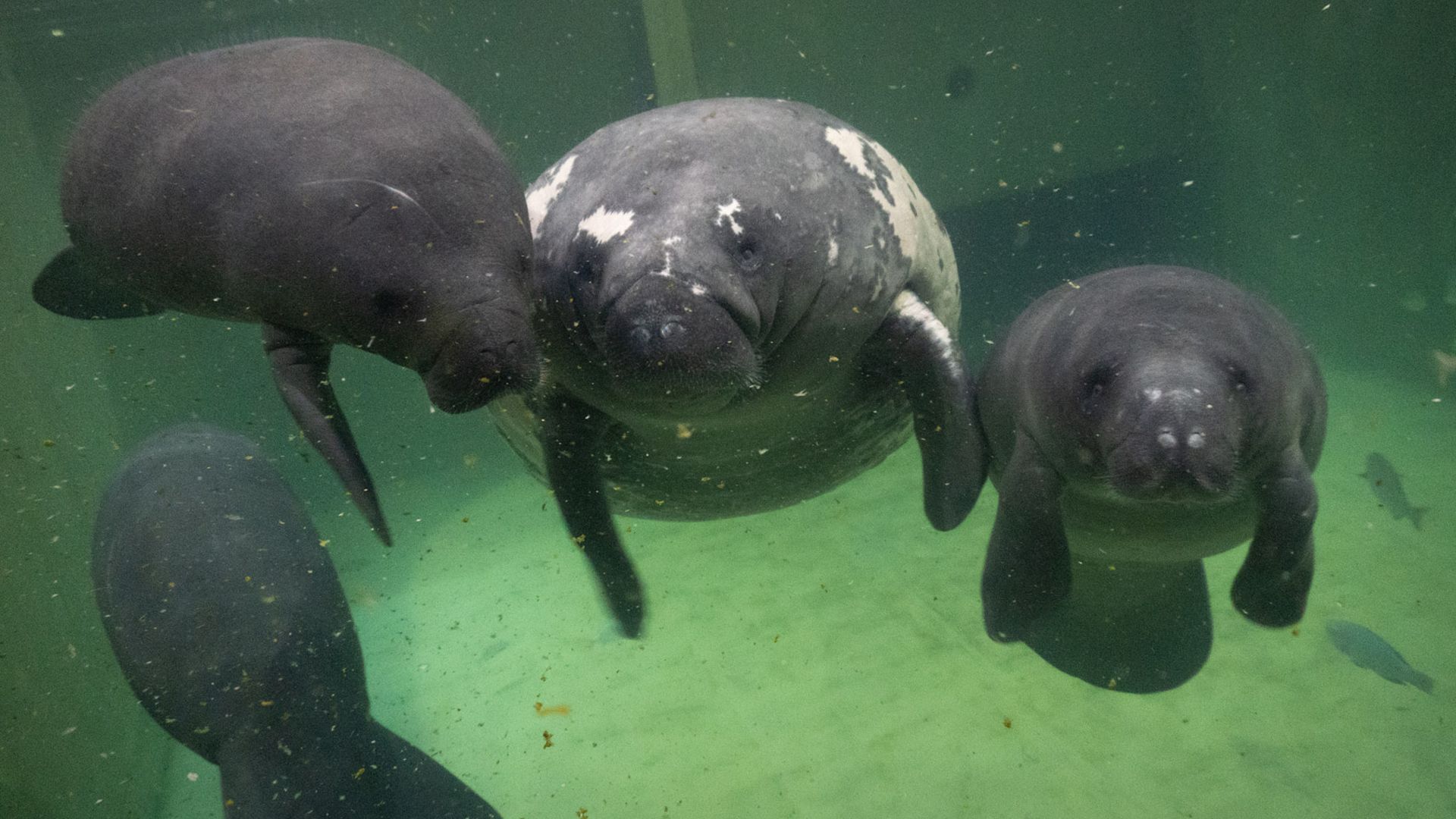 Stubby, a large manatee with white scars, is surrounded by three calves in a pool