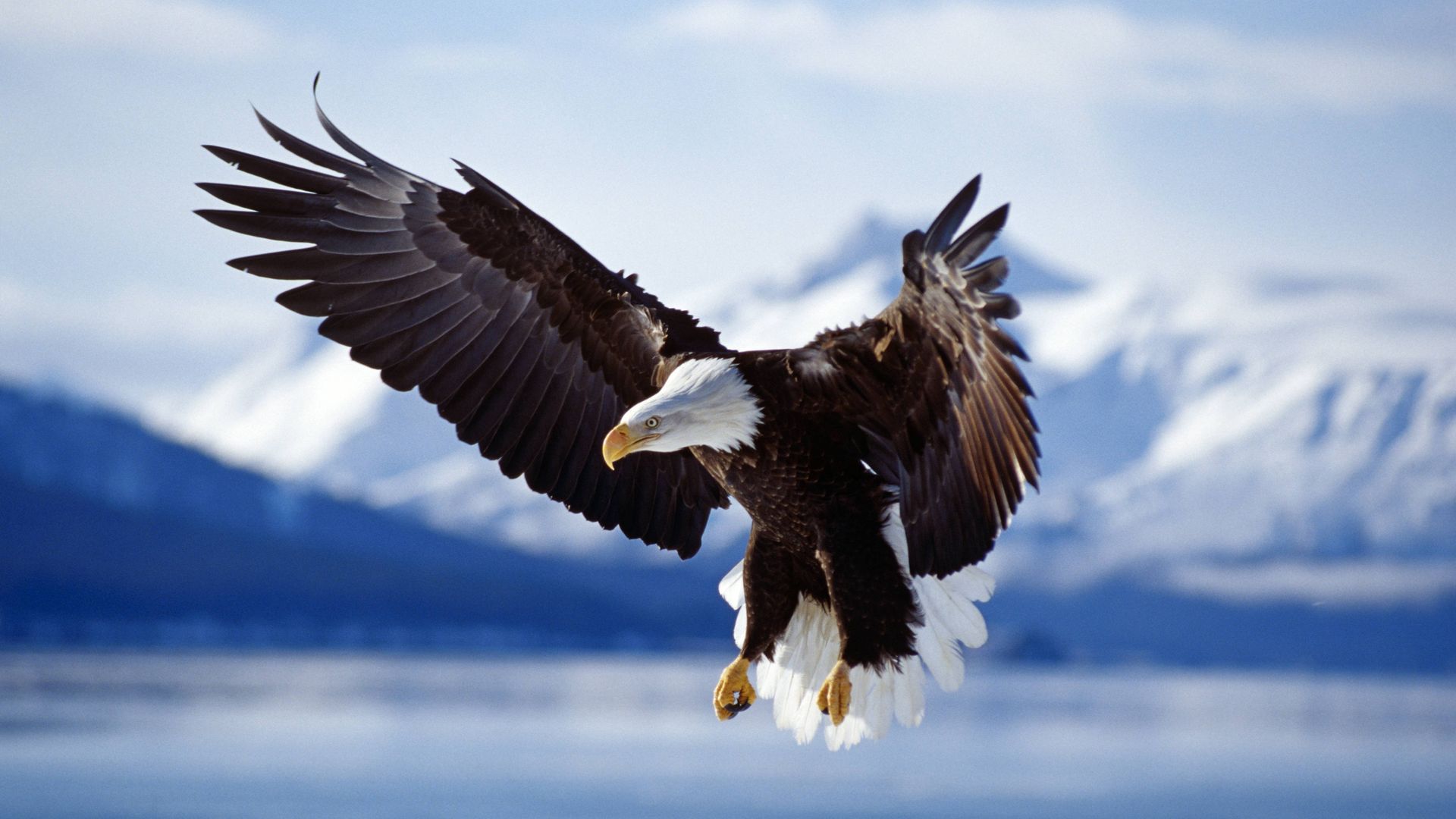 Bald Eagle (Haliaeetus leucocephaus) in flight Alaska, USA Date: 08/02/2008