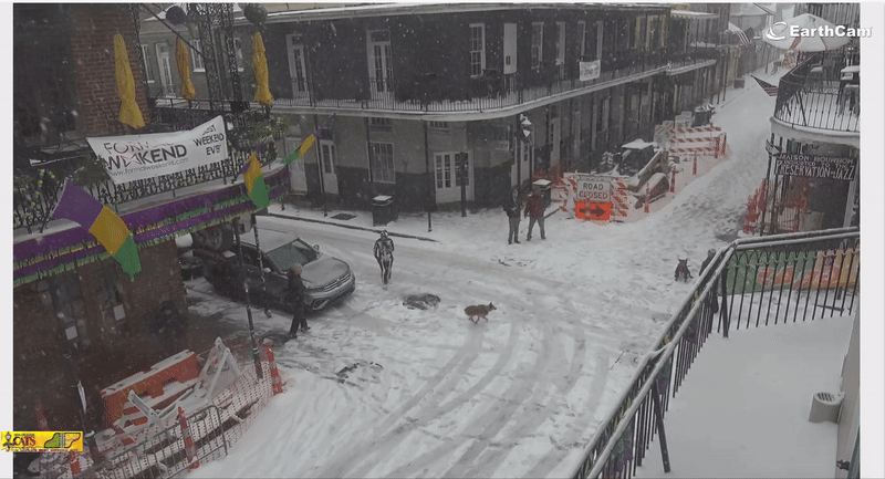 Image show people and dogs playing in the snow on Bourbon Street