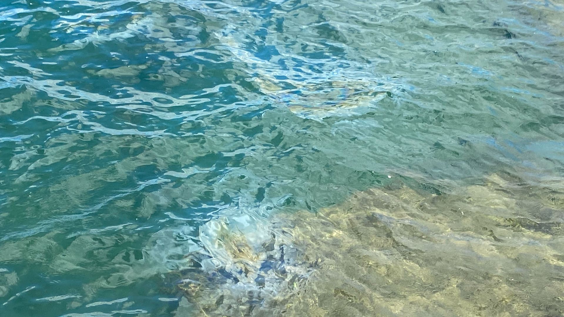 Two multi-colored oil spots on the surface of water. 