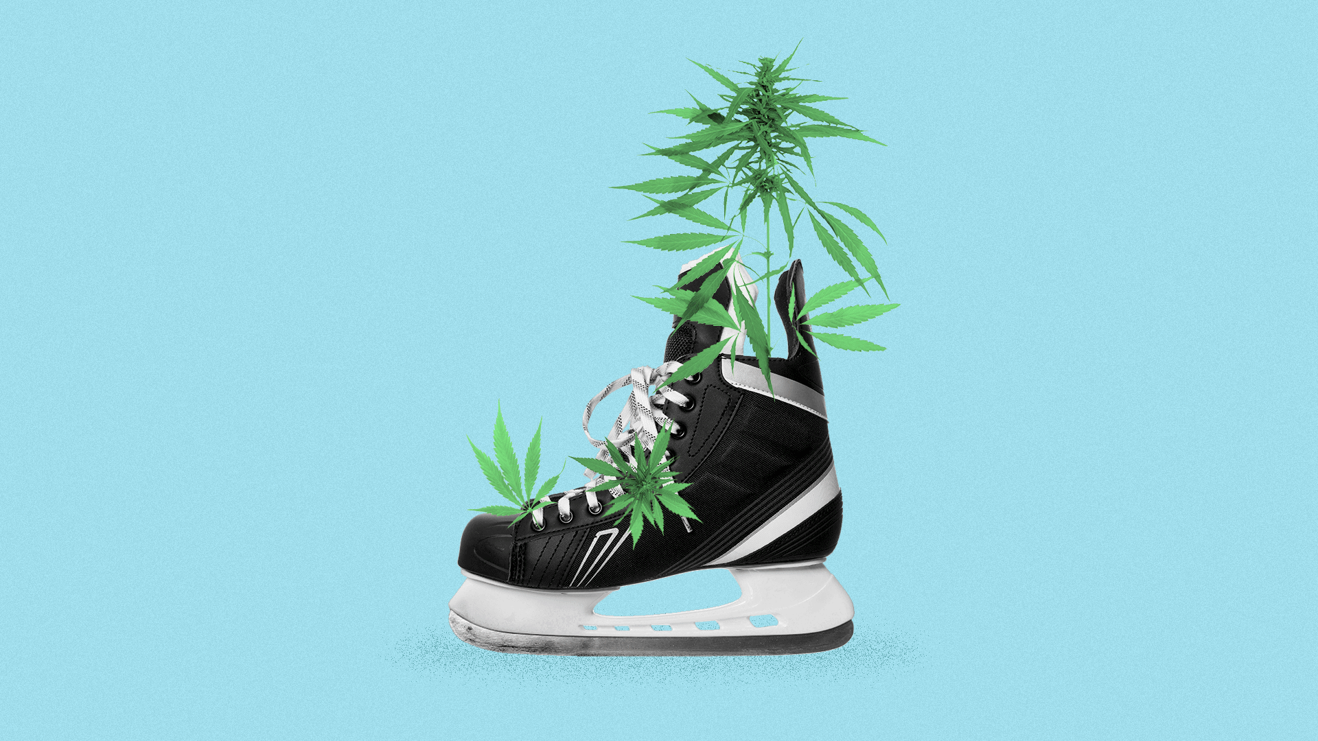 Illustration of a hockey skate with marijuana growing out of it. 