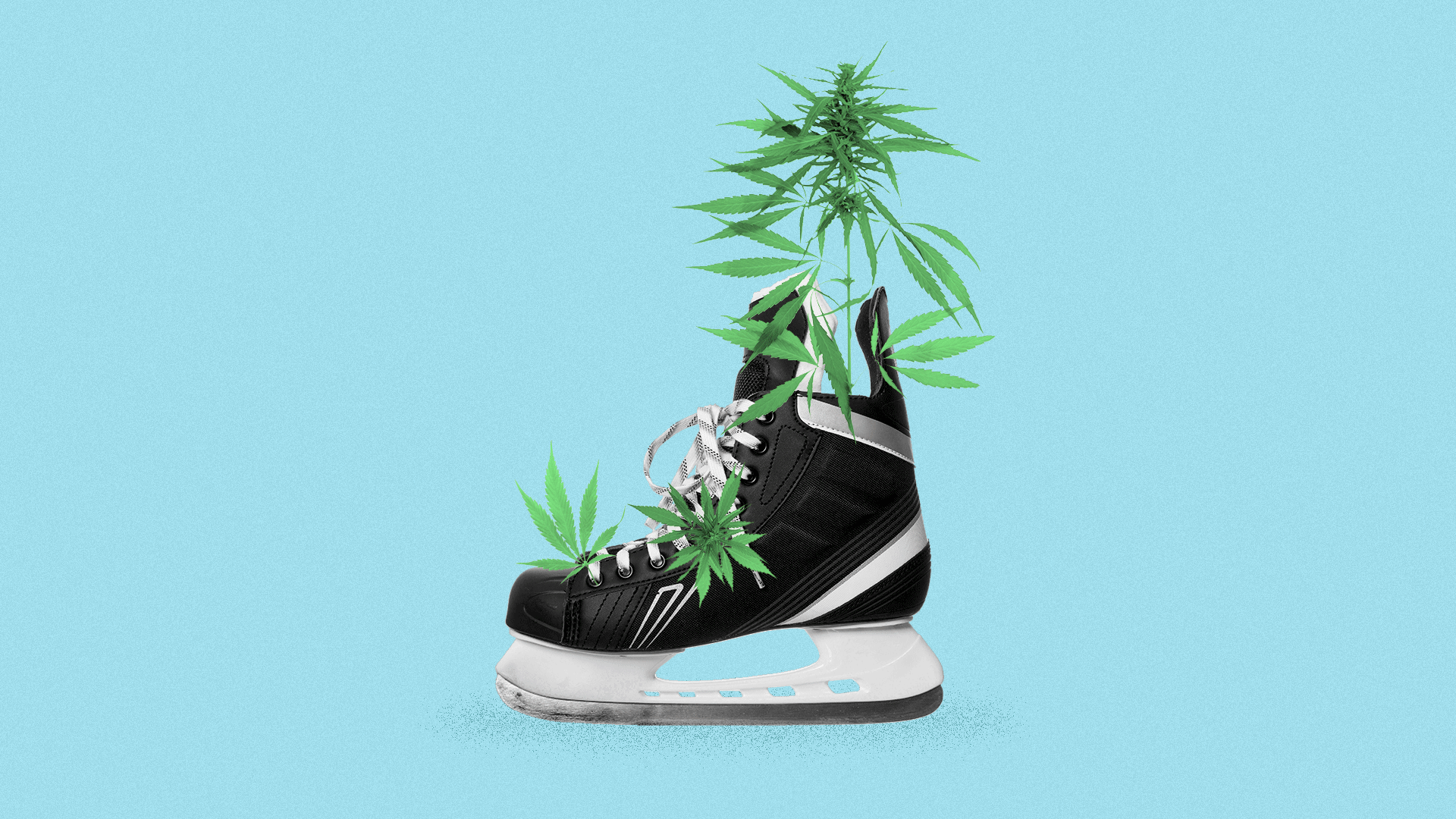 Illustration of a hockey skate with marijuana growing out of it.