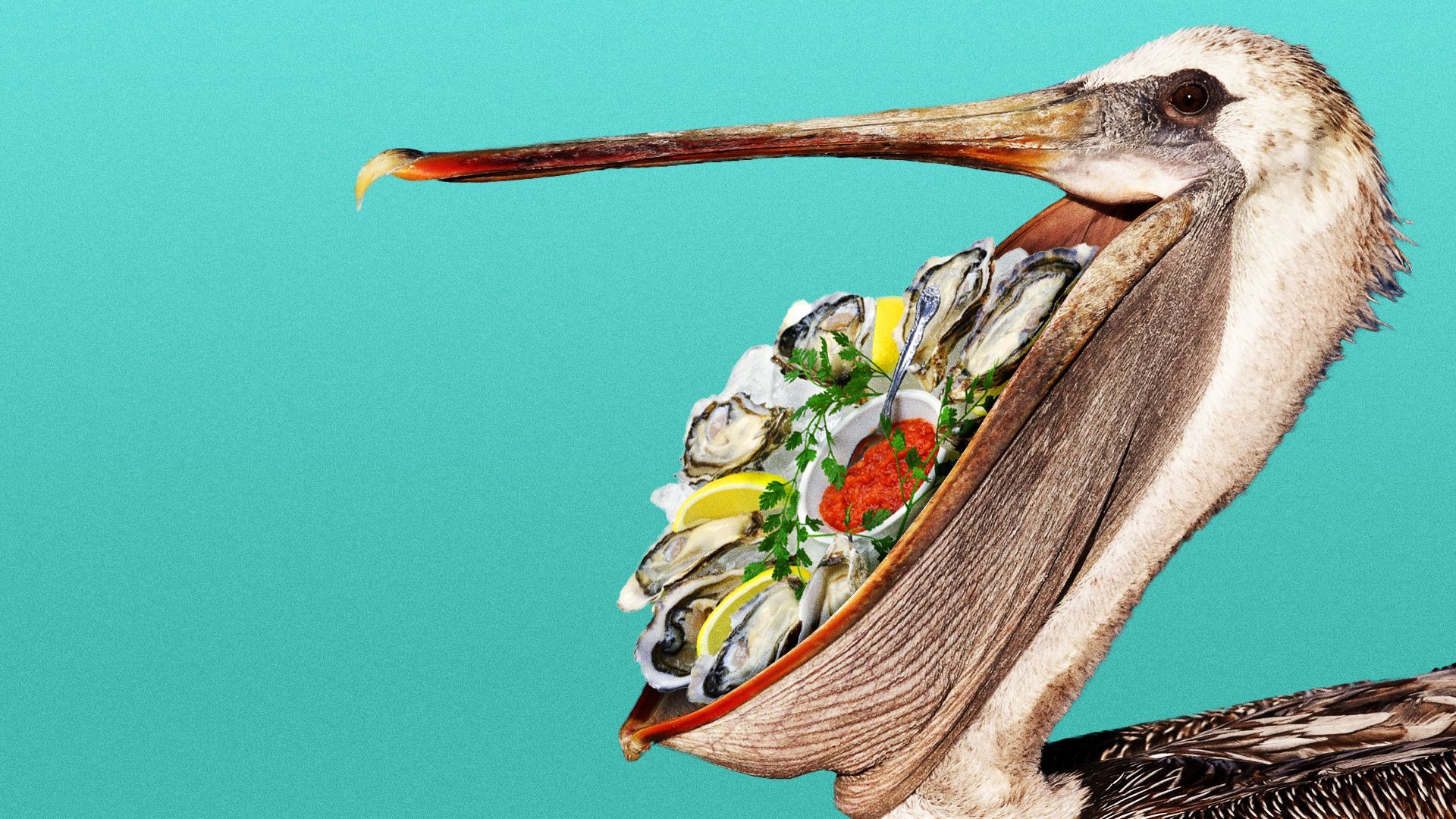 Illustration of an oyster platter in a pelican's mouth.