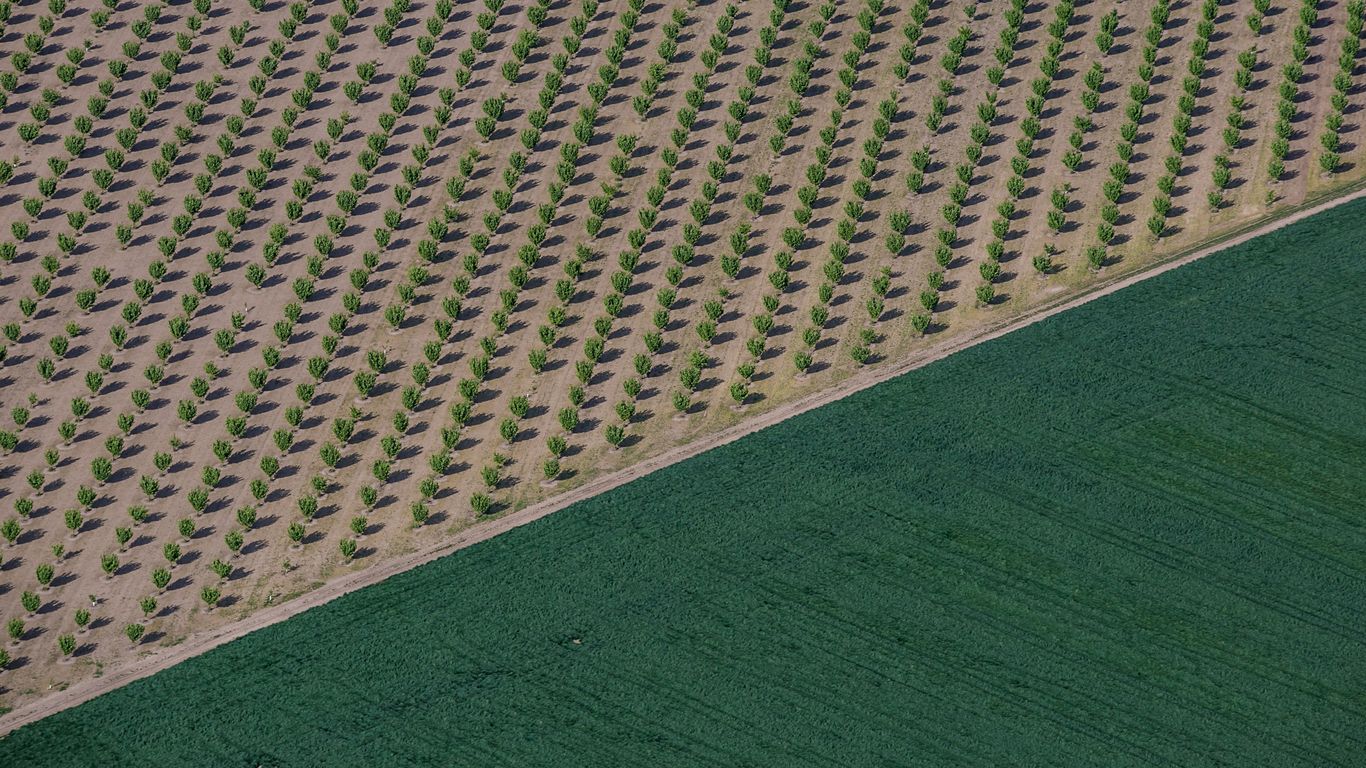 Oregon grass takes root at the World Cup