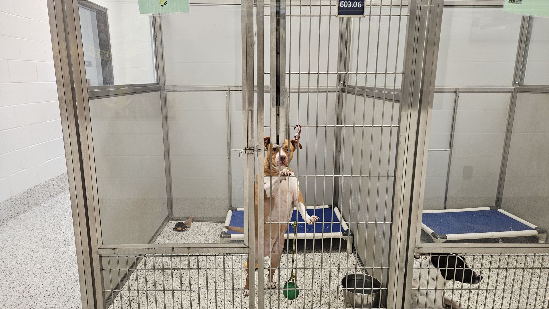 Two dogs in adjacent metal kennels in a shelter; one tan dog stands with paws on bars, the other black-and-white dog lies on a speckled floor with blue raised beds in each kennel.