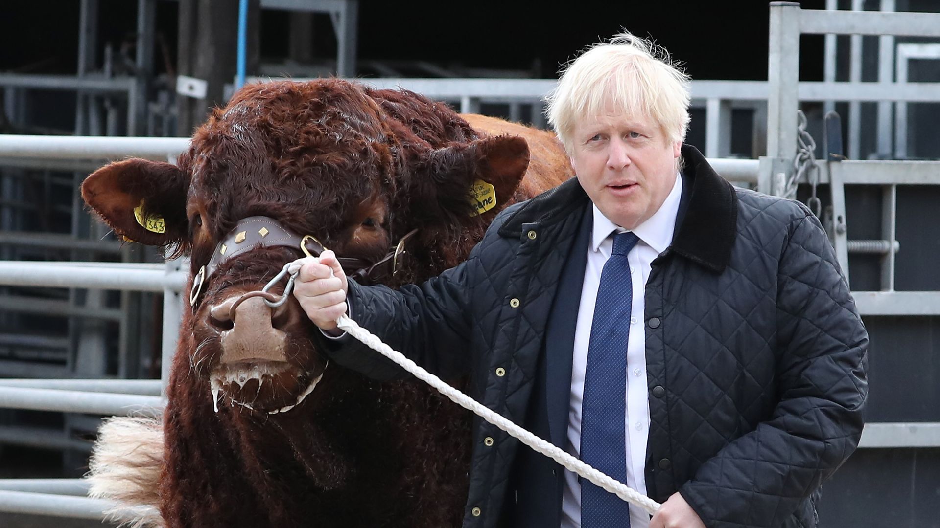 Boris Johnson with a bull