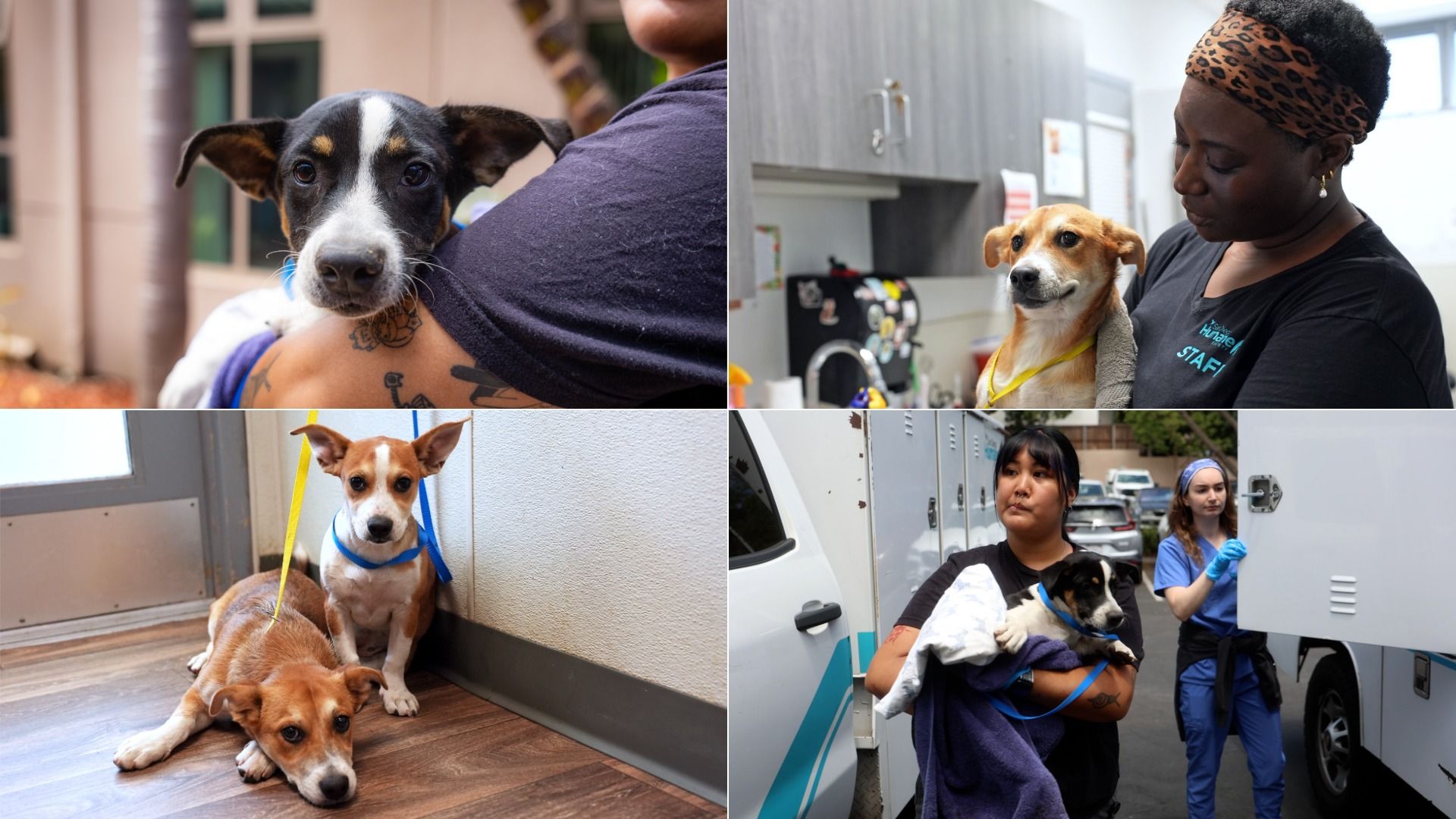 Collage of four rescue dogs with caregivers: a dog held in arms, a small tan dog in a clinic, two dogs resting on a wood floor, and a dog carried toward an ambulance.