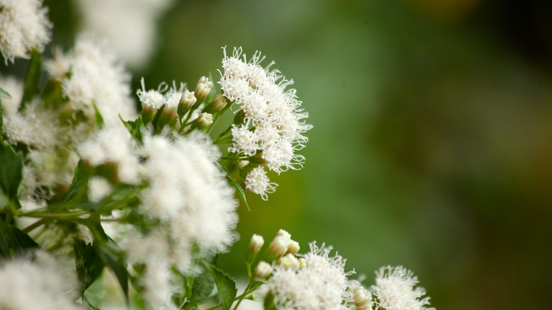 Close-up of delicate white flowers with fine, curly petals and green leaves, set against a soft, blurred green background.