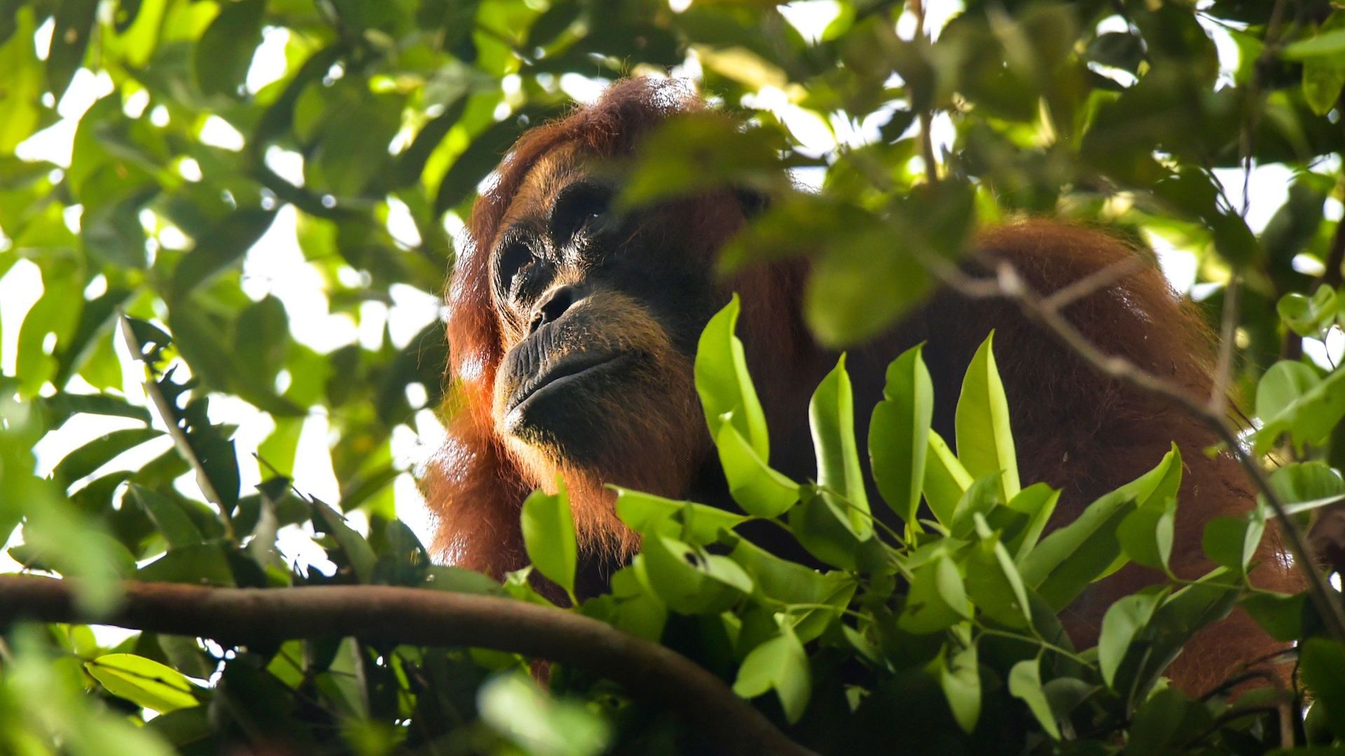 A wild Sumatran orangutan feeding on fruits in Aceh, Indonesia.