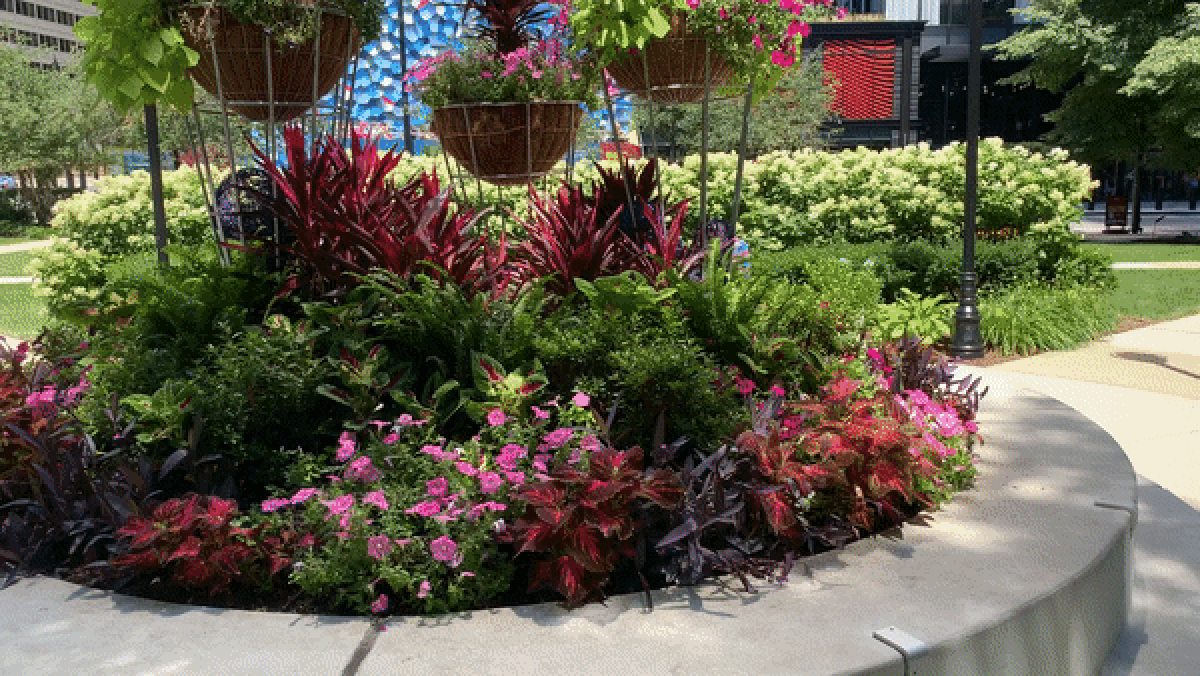 GIF of flowers and a huge skyscraper. 