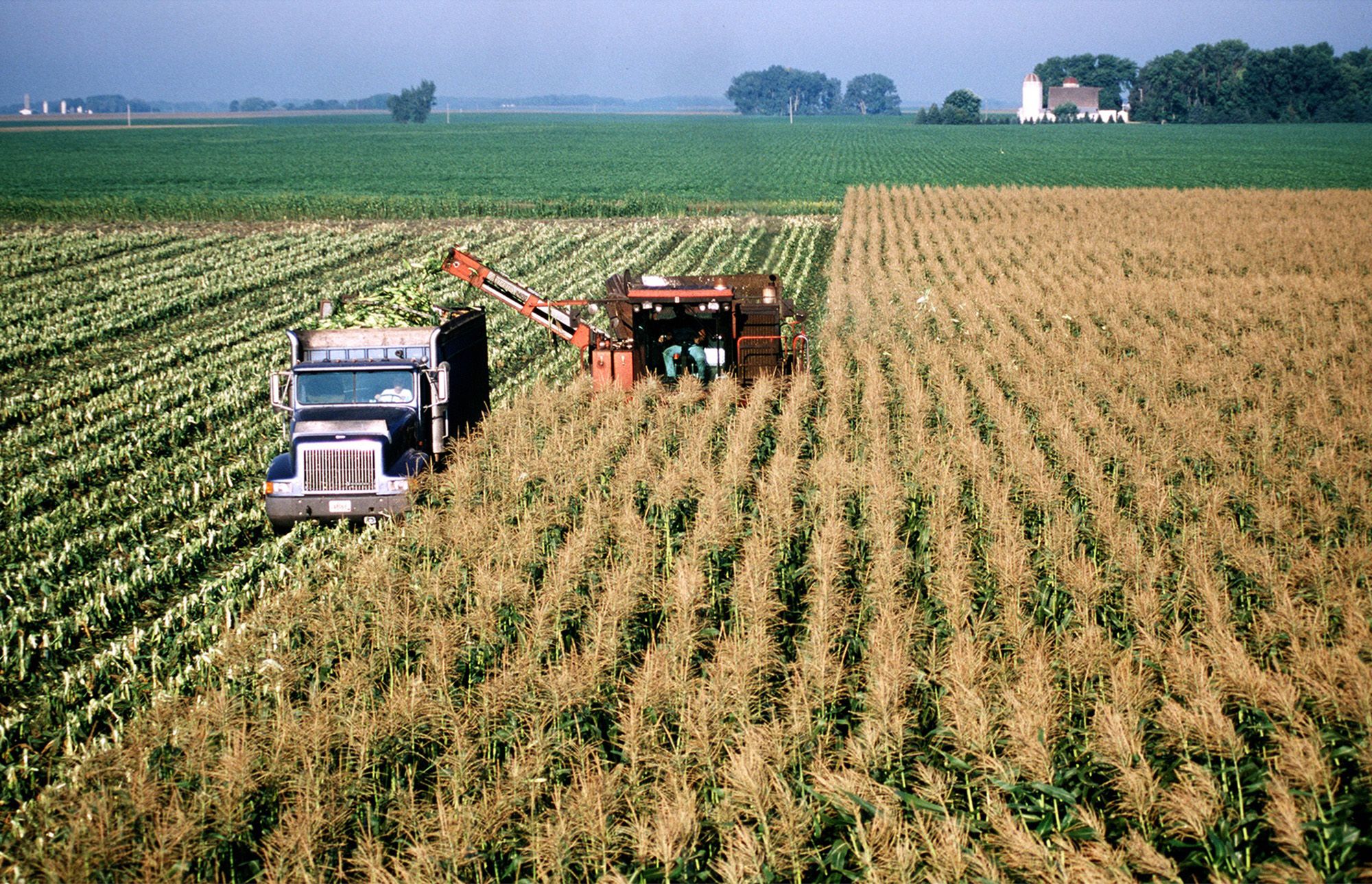 Photo of a truck and tractor mowing down corn in a field. 