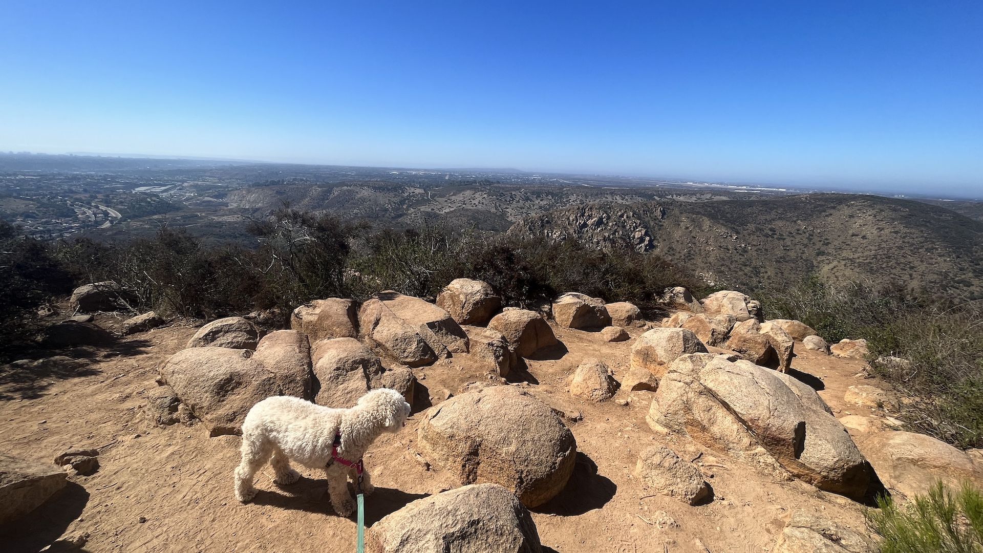 A dog at the top of a peak looking out at the view.