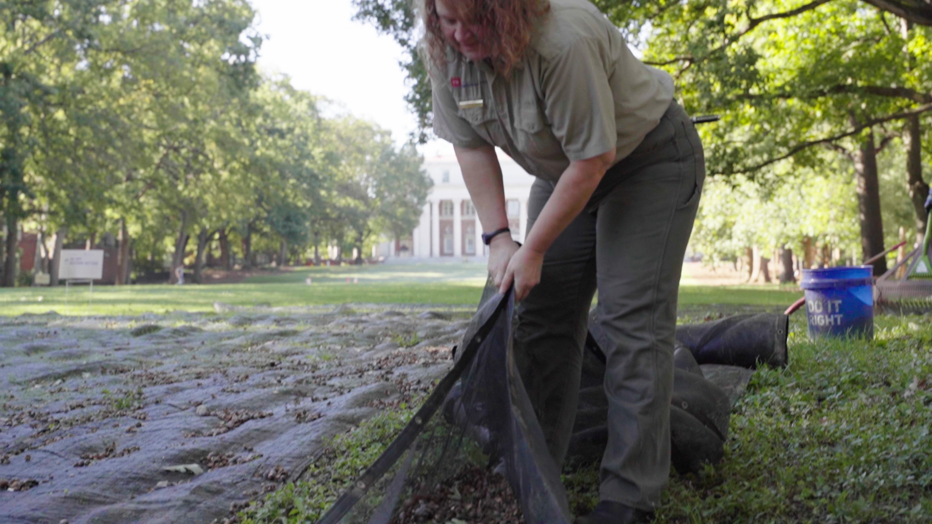 Tennessee state workers worked with Vanderbilt University to collect acorns in giant nets.