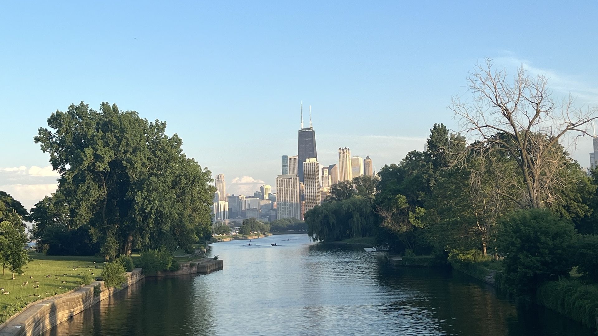 Photo of trees with big buildings in background