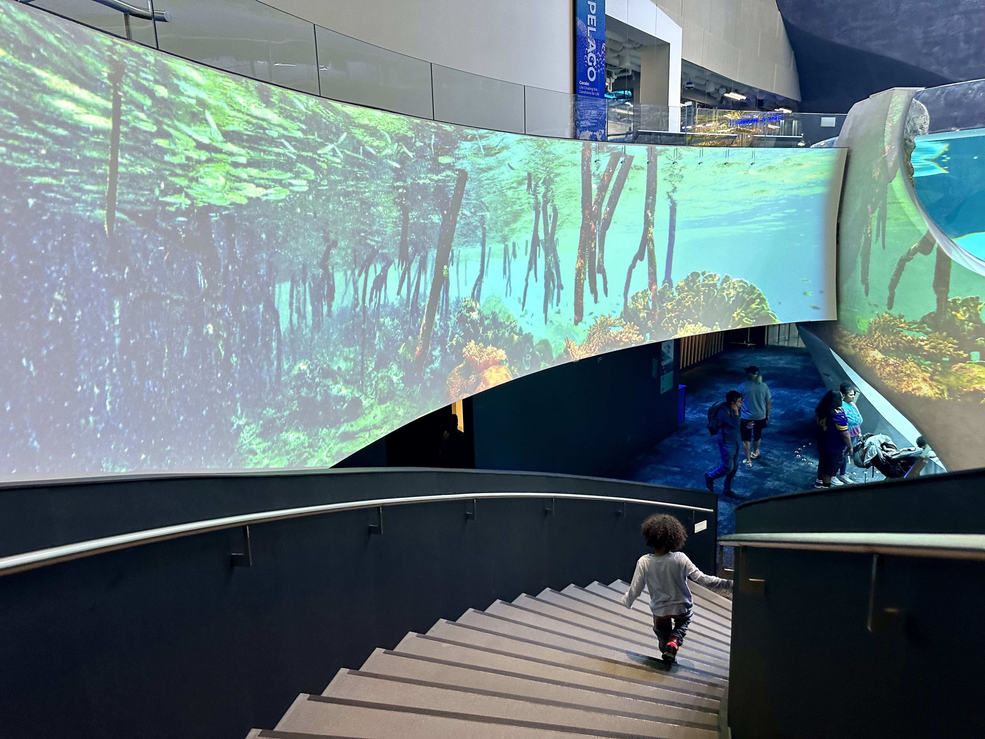 A small boy walks down a slightly curving staircase as images of underwater life are projected on the walls above and around him.