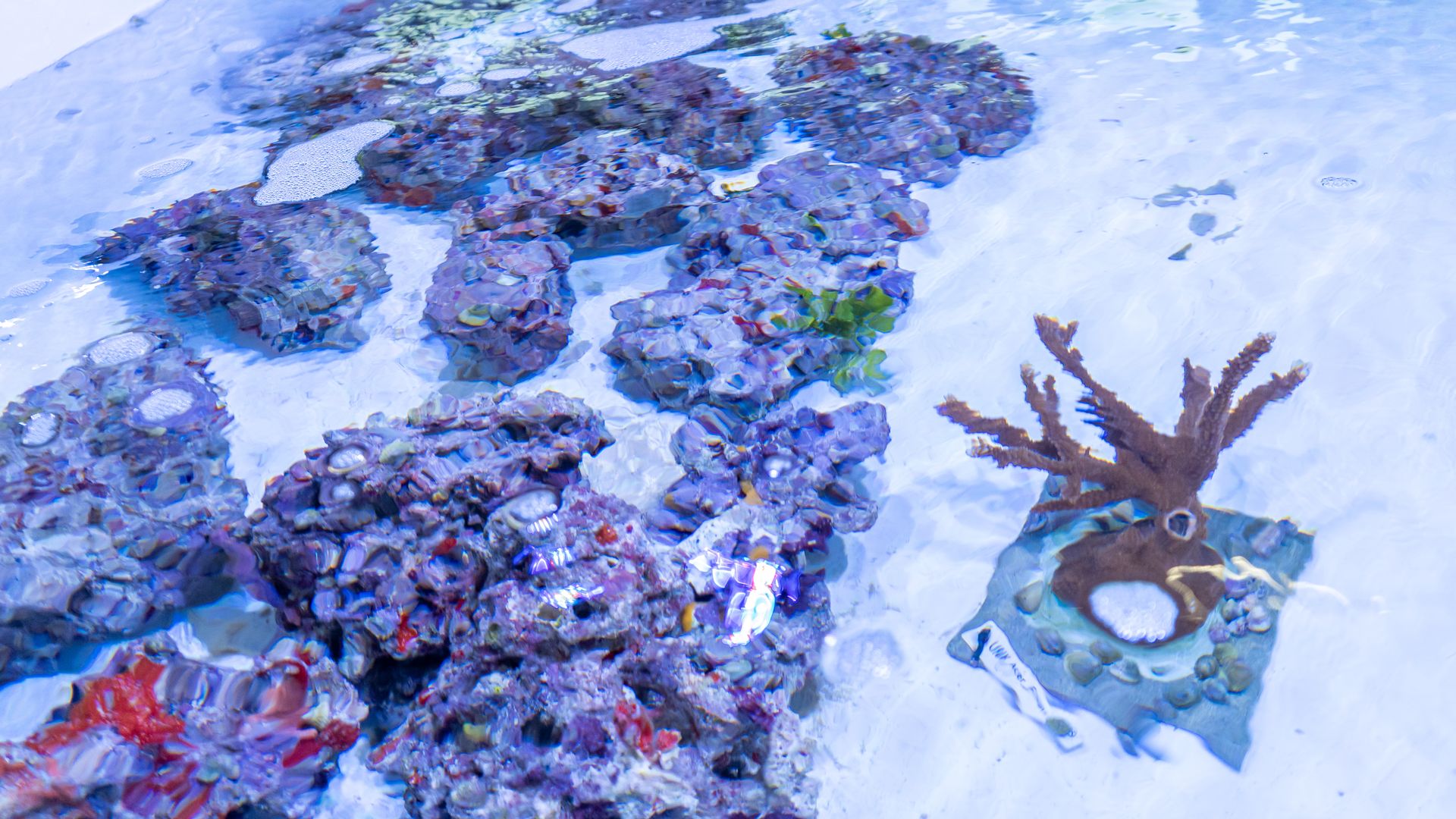 A view of coral in a tank from above the water