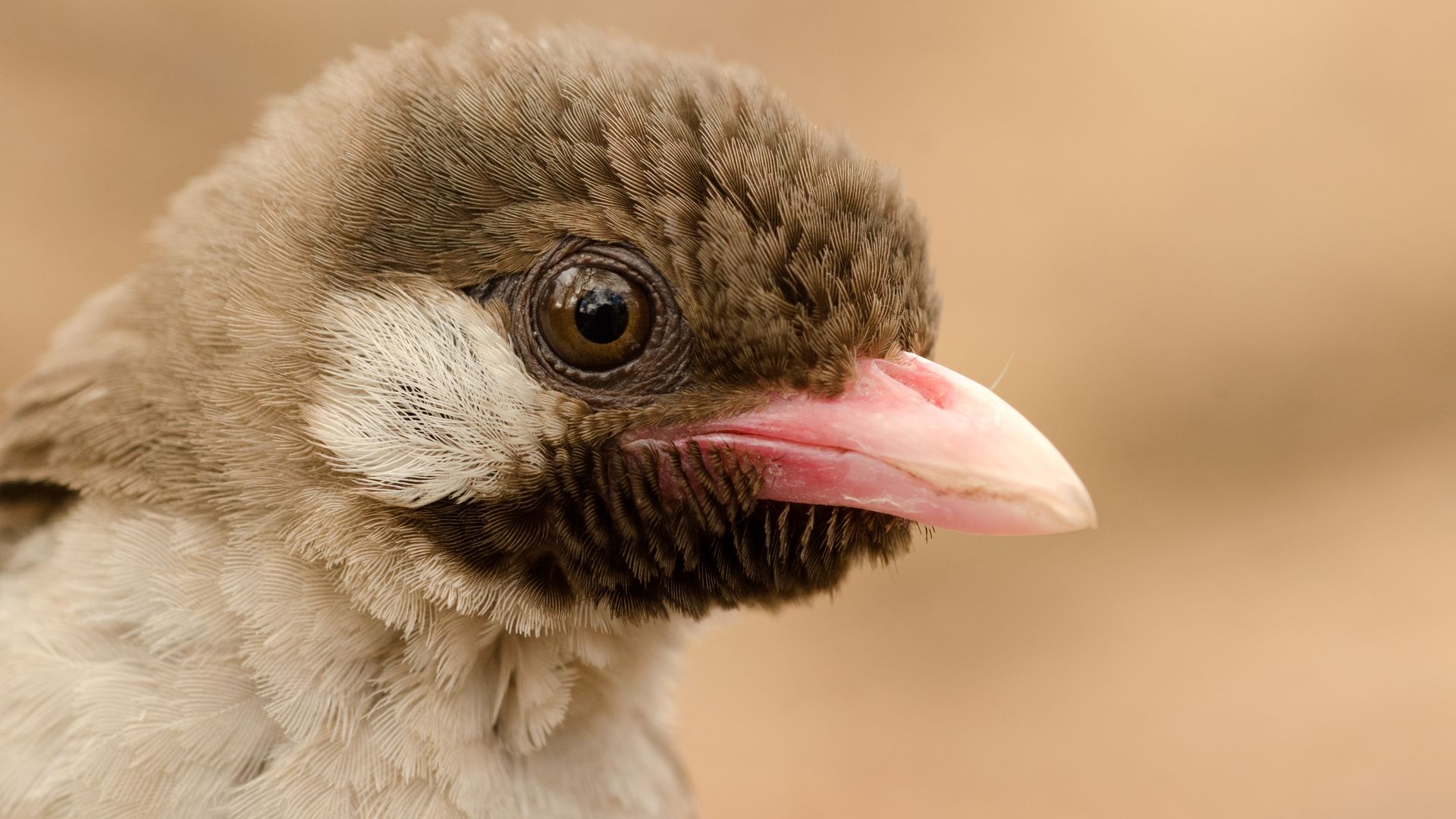 Greater Honeyguide (male) in Niassa Special Reserve, Mozambique. Photo: Claire Spottiswoode/University of Cambridge
