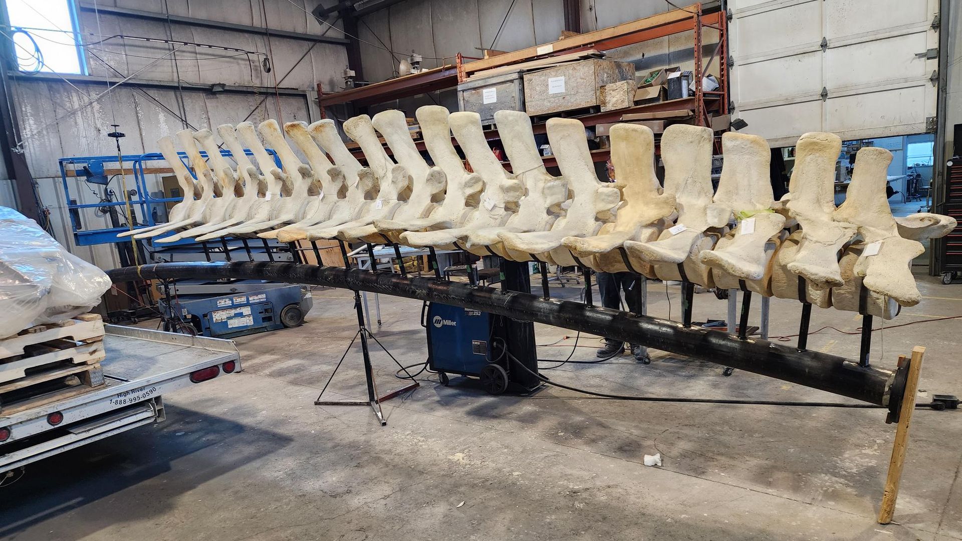 Inside a workshop, a long row of beige vertebrae skeleton pieces sits on a metal frame, forming a dinosaur-like spine. Background shows shelves, boxes, and industrial equipment.