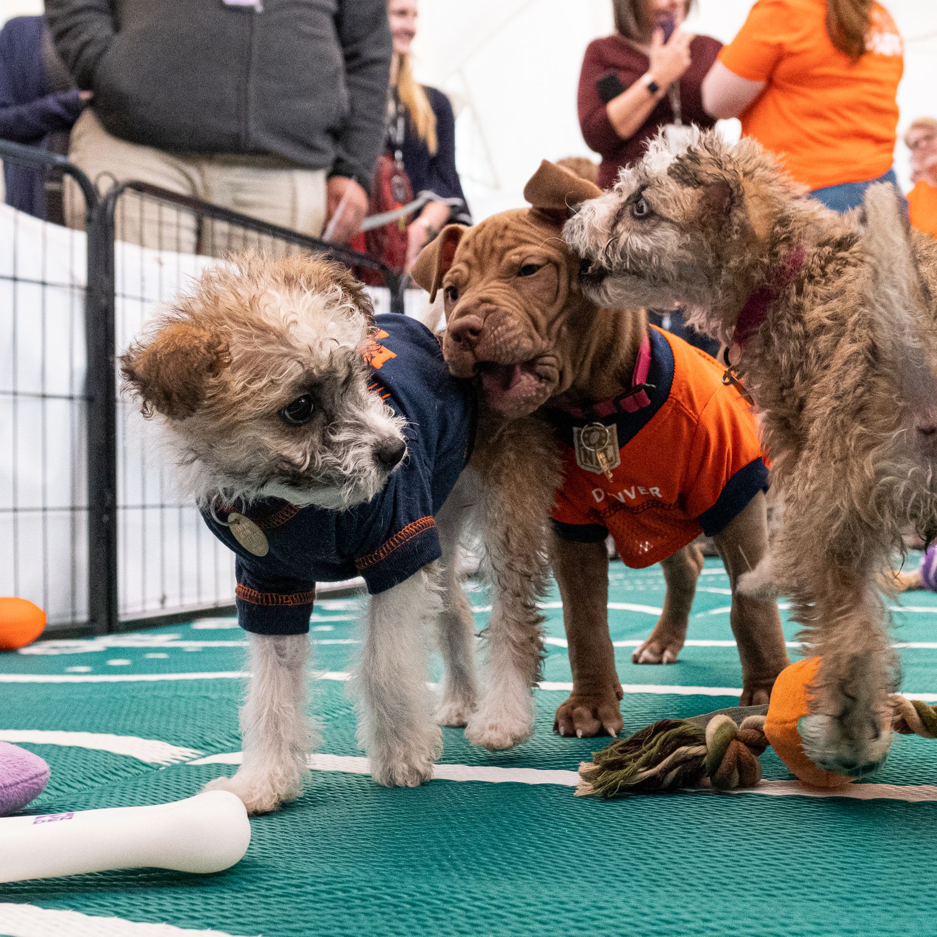 Puppy Bowl XIX to feature two of Colorado's own, Sven & Vivian, Pets