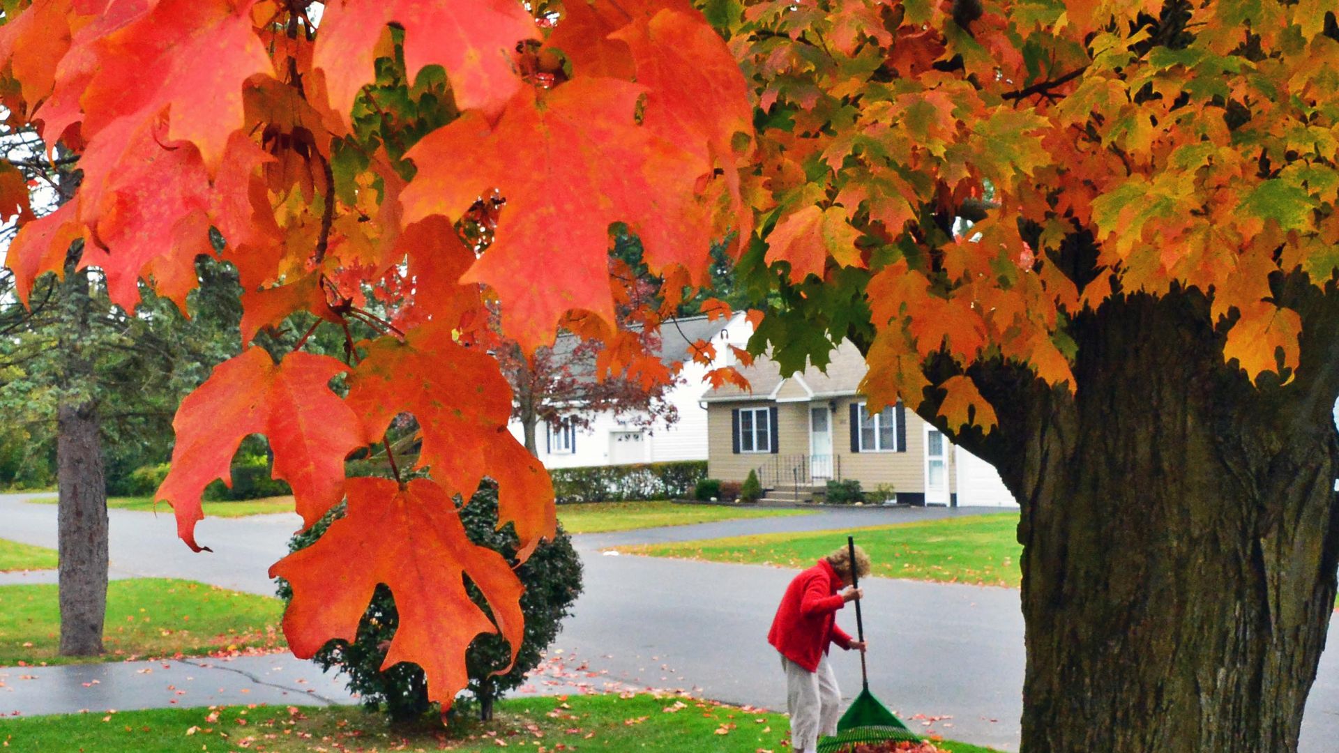 A photo of a sugar maple tree.