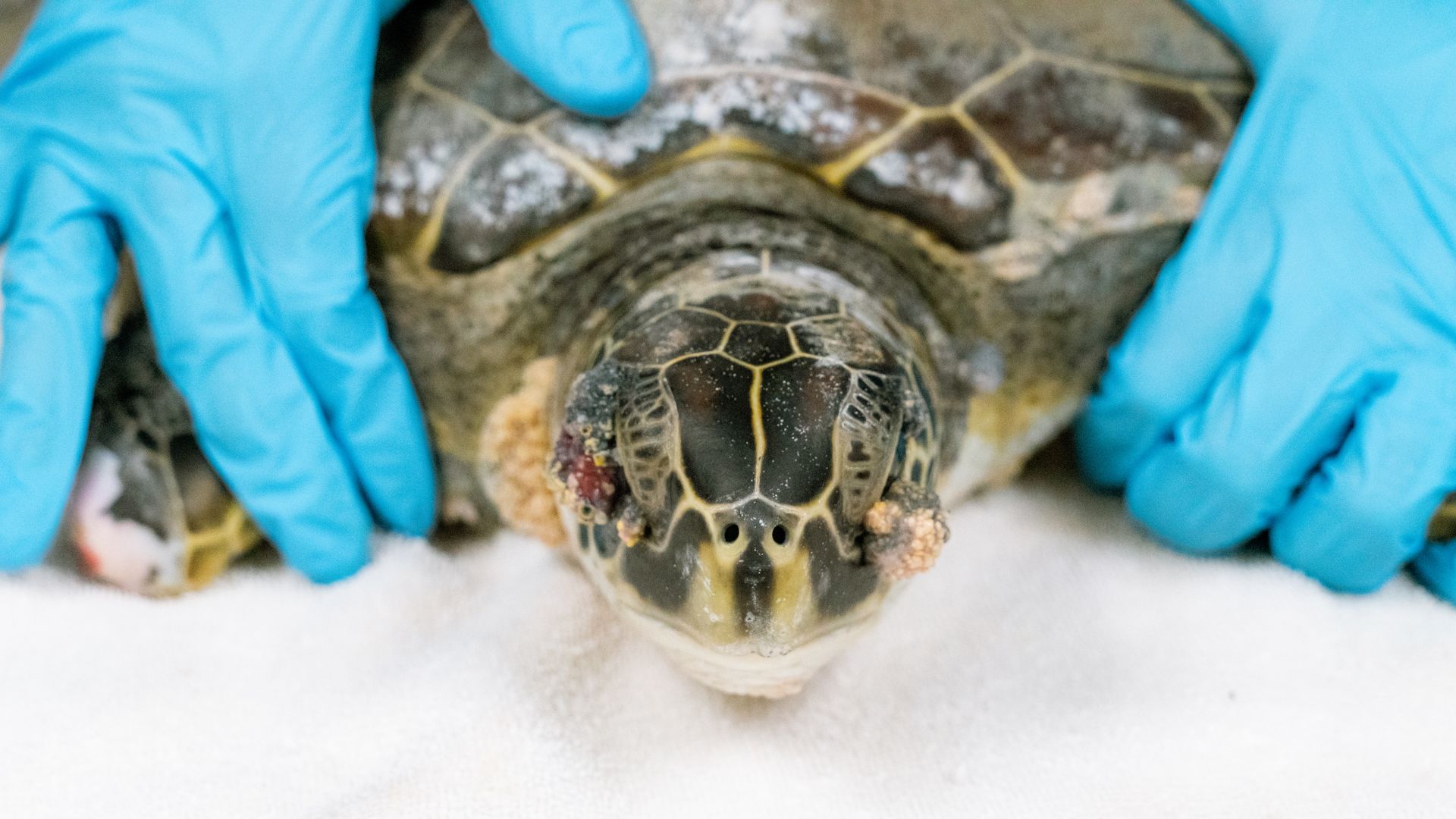 Person wearing blue gloves gently holding a sea turtle with barnacles on its head, resting on a white surface.