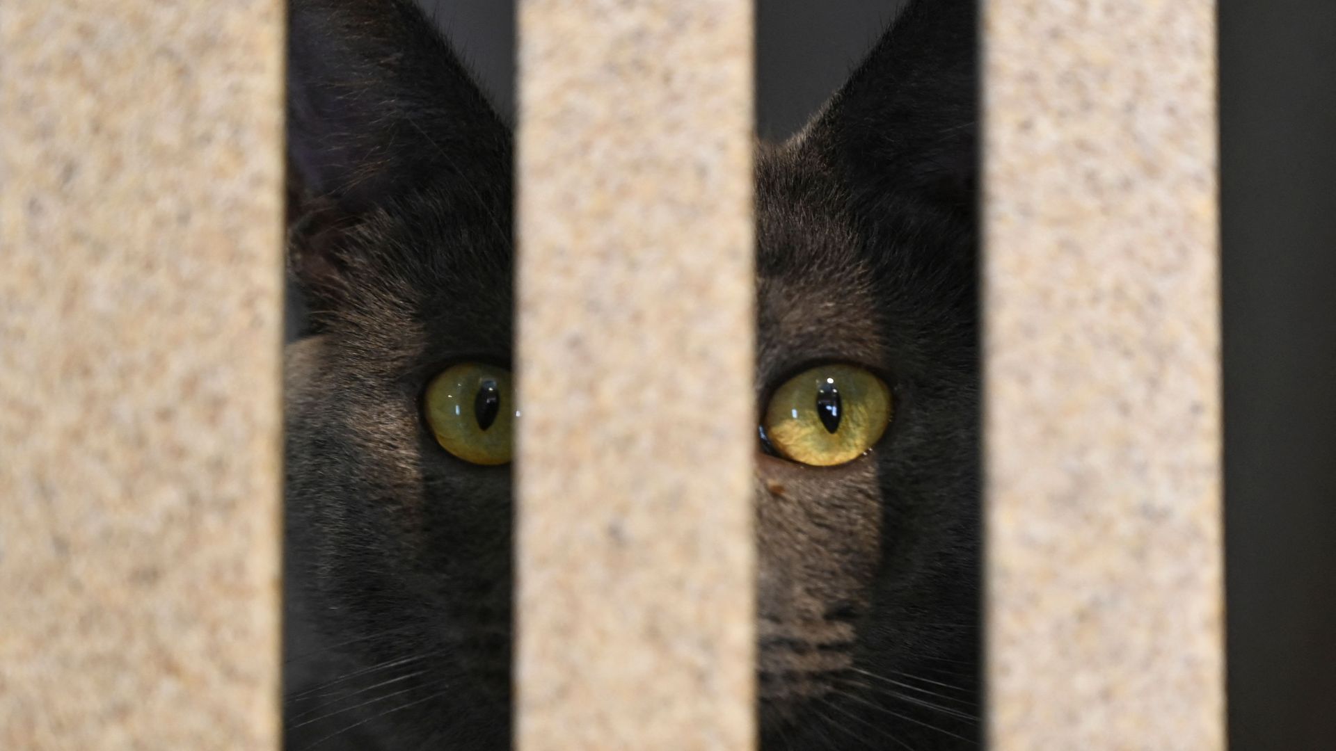 A black cat peeks through beige vertical bars, its bright yellow eyes visible between the gaps as it watches from behind.
