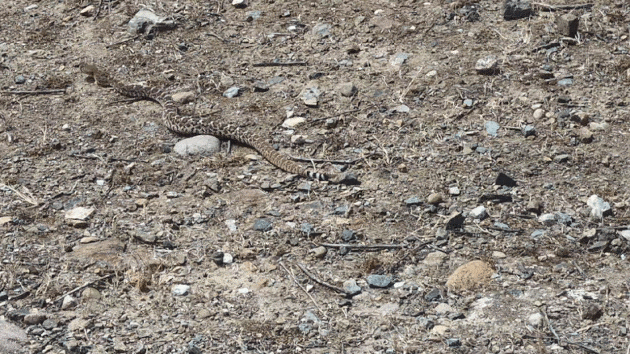 SDSU researcher tracks rattlesnakes in Mission Trails to study