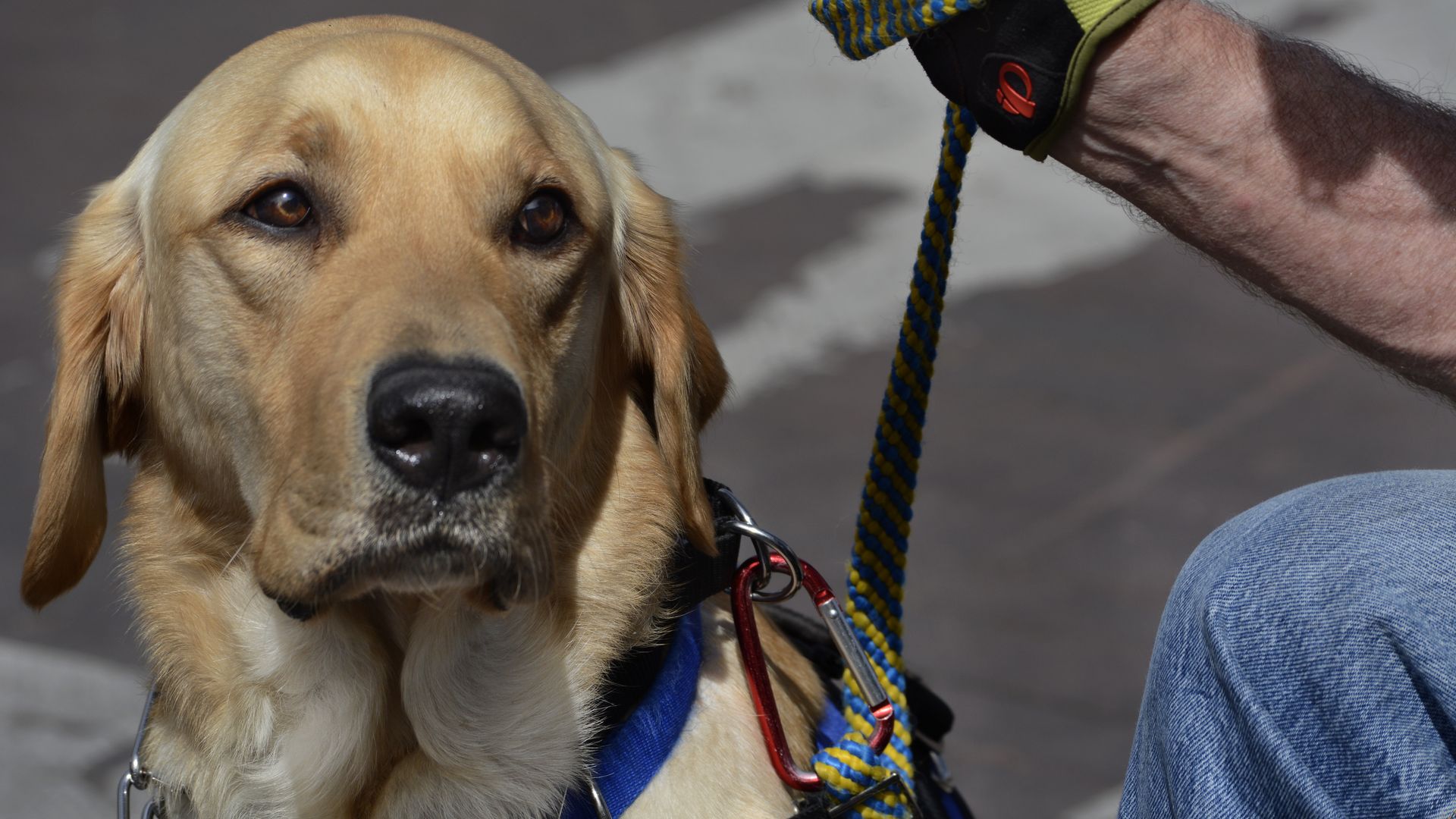 What we're reading Service dogs help veterans cope with