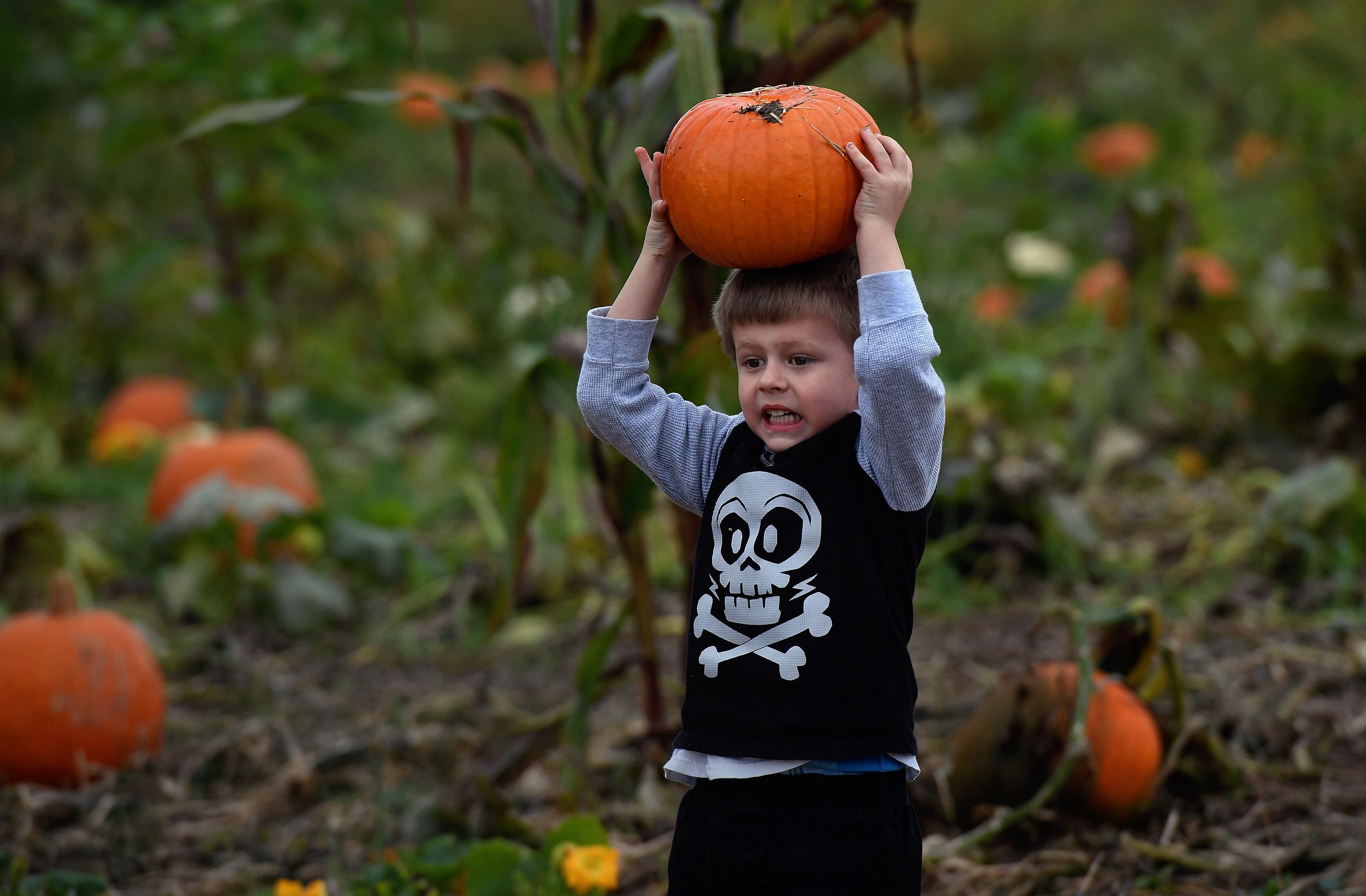 A kid carries a pumpkin on his head in a patch