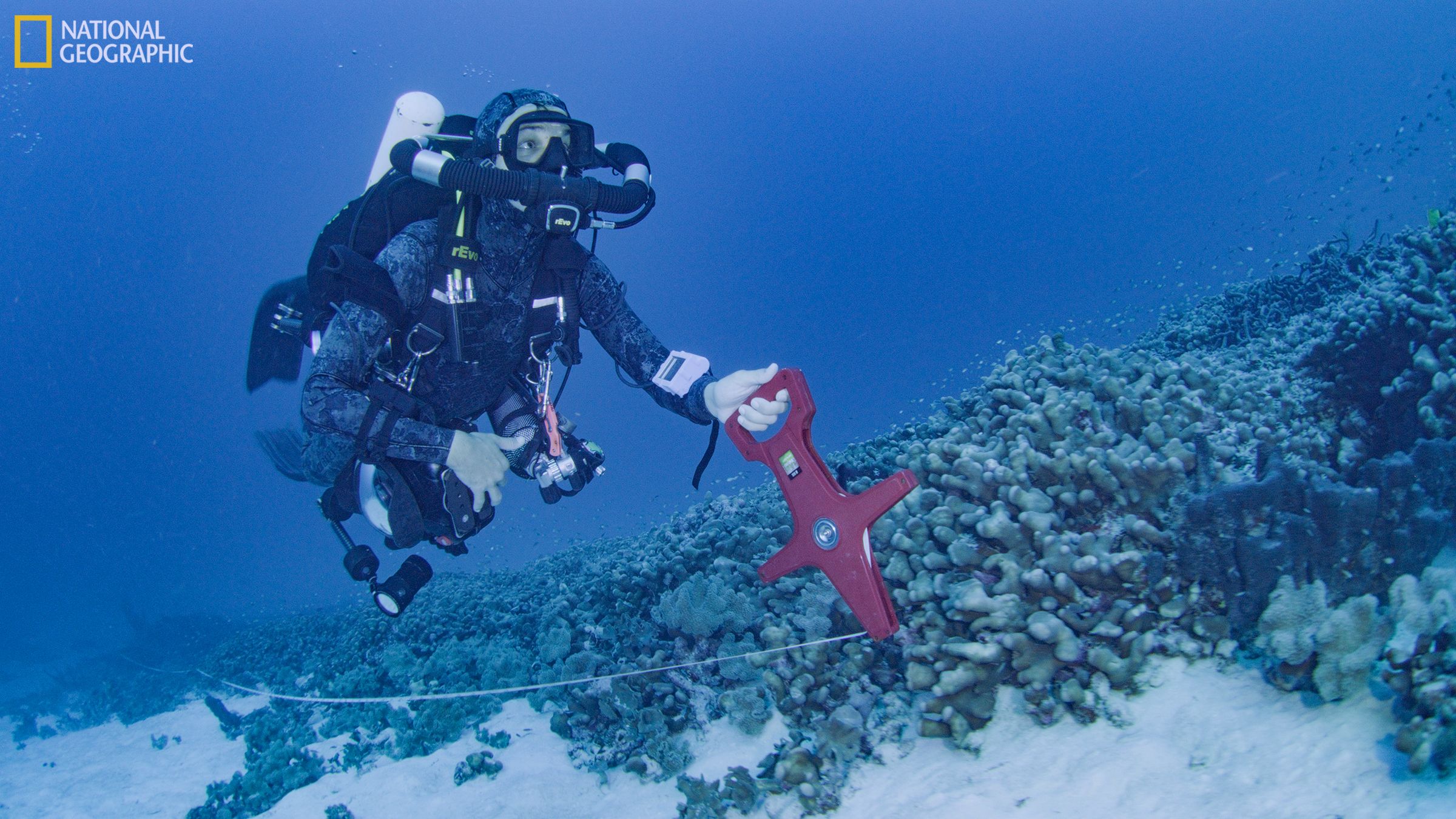 A diver near the coral
