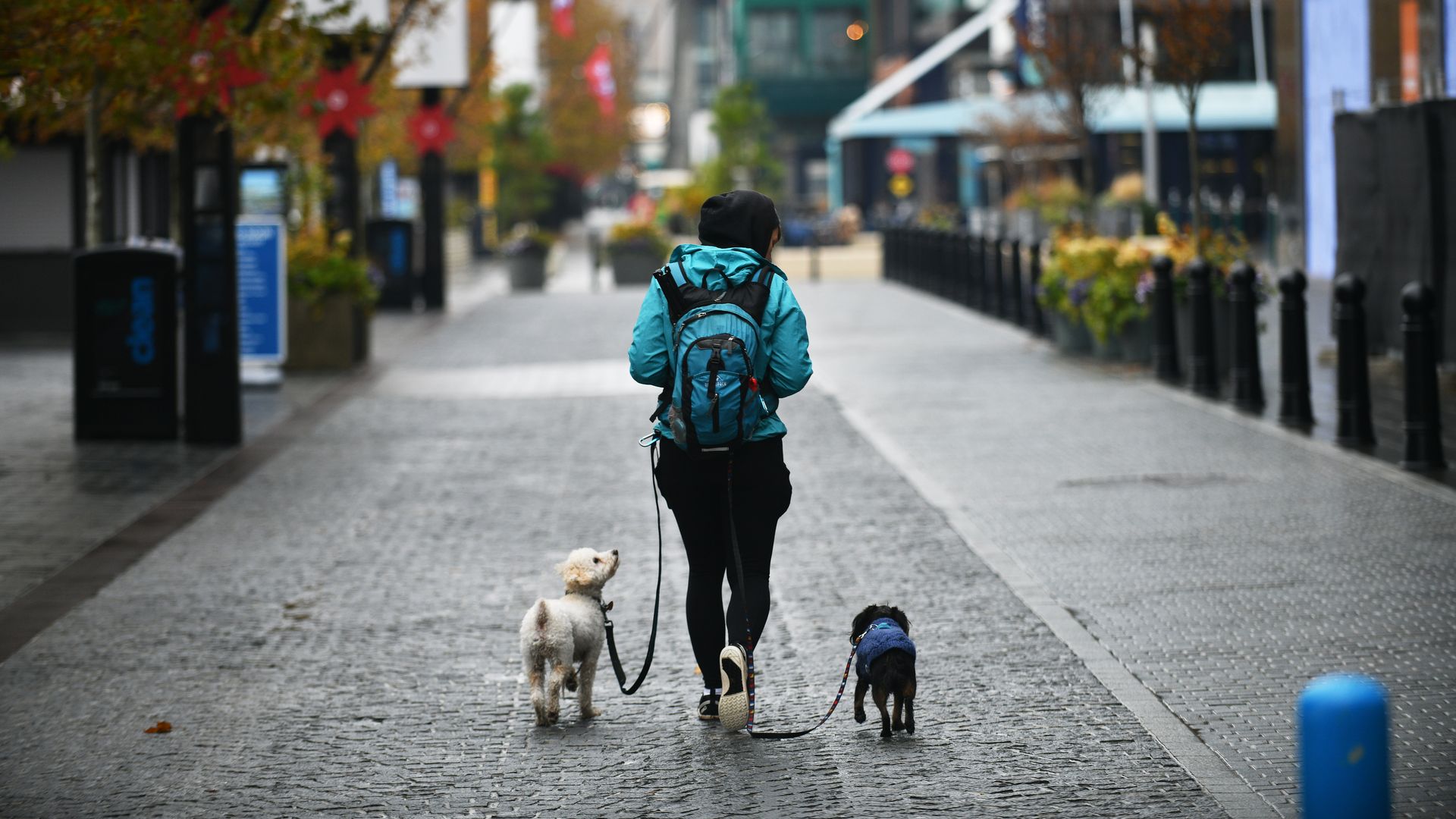 A woman faces away as she walks her two dogs down a street.