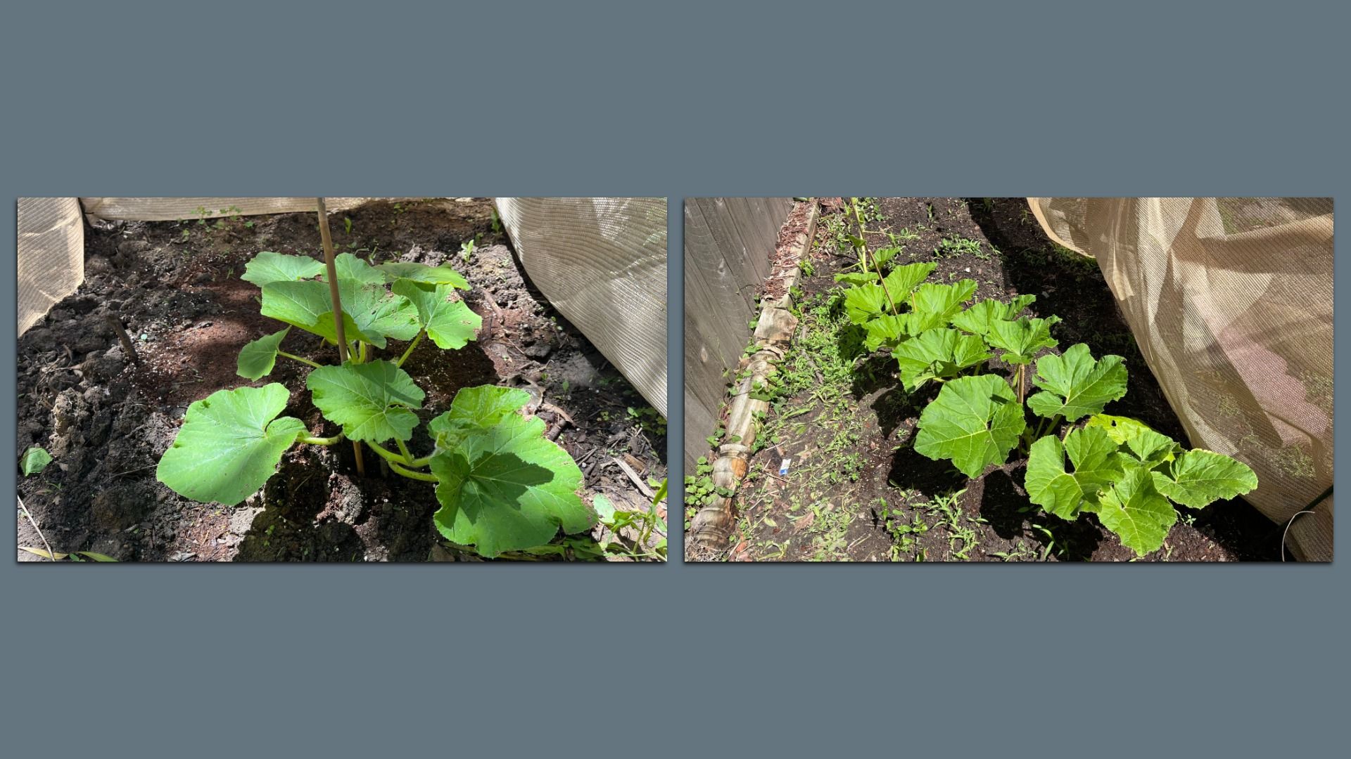 Two garden photos showing young cucurbit plants with large green leaves growing in dark soil along a fabric row cover; a wooden stake appears in the left image.
