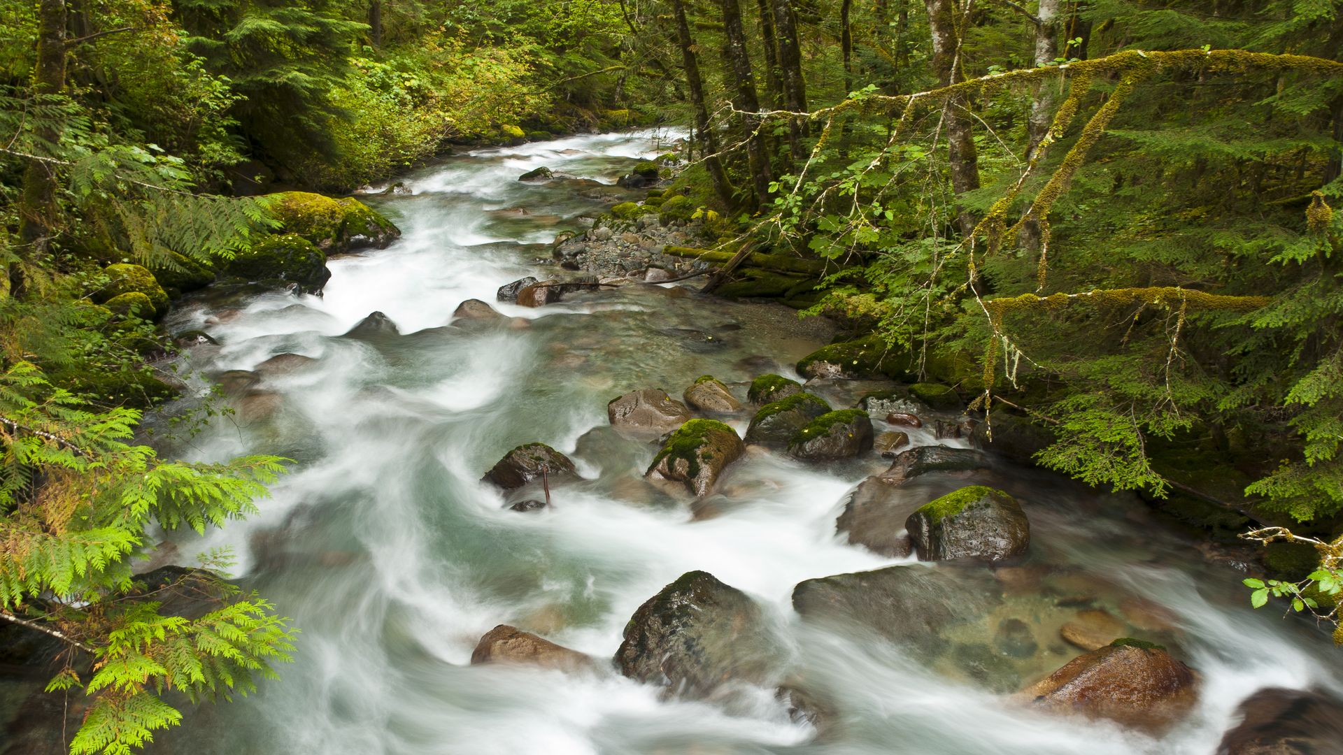A rushing stream winds through a dense, moss-covered forest in Washington.
