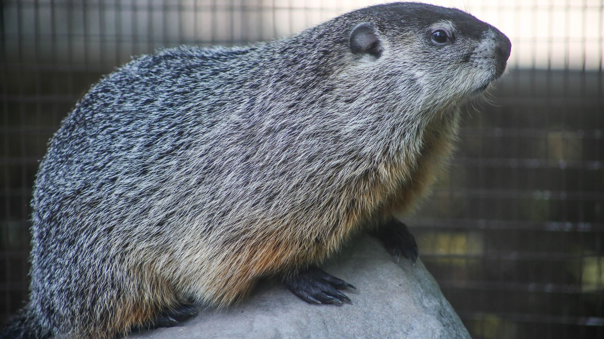 A groundhog sits on a rock.