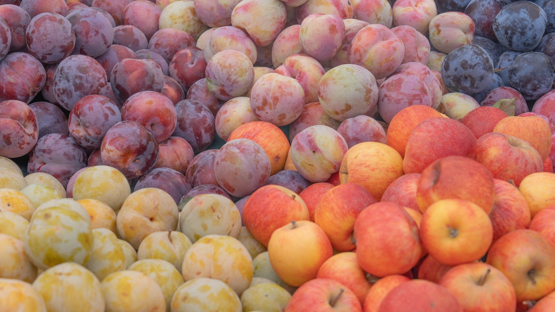 peaches, apples, plums and other fruit in a pile