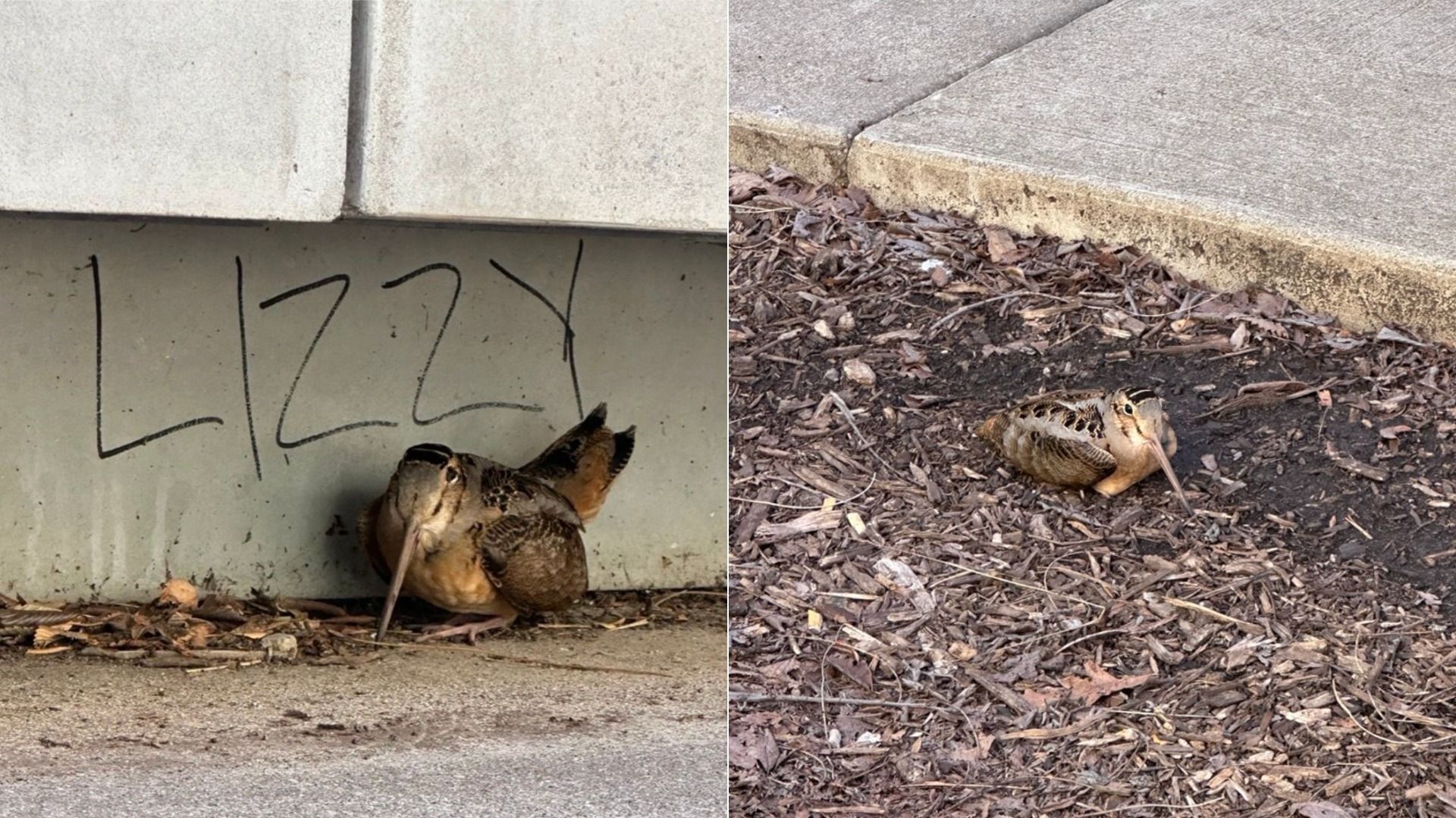 Two-panel image of a small brown bird with a long beak lying on dirt and dried leaves beside a concrete wall and steps; black graffiti is visible on the wall behind the bird.