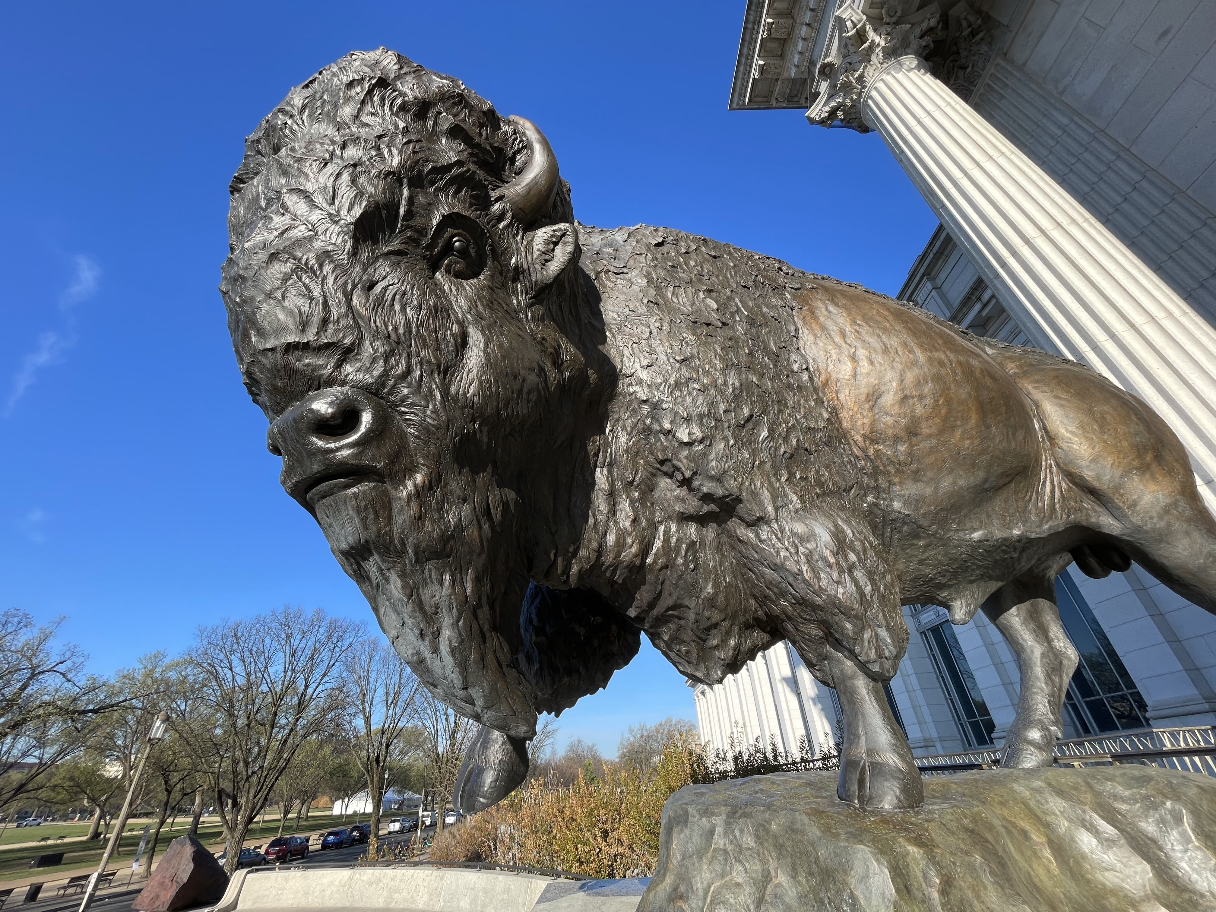 Bronze statue of a large bison on a rock pedestal, with shaggy mane and curved horns, beside a neoclassical building with tall columns; blue sky and bare trees in background.