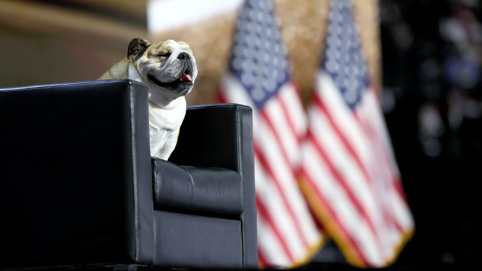 West Virginia Gov. Jim Justice's dog named "Baby Dog" during the Republican National Convention