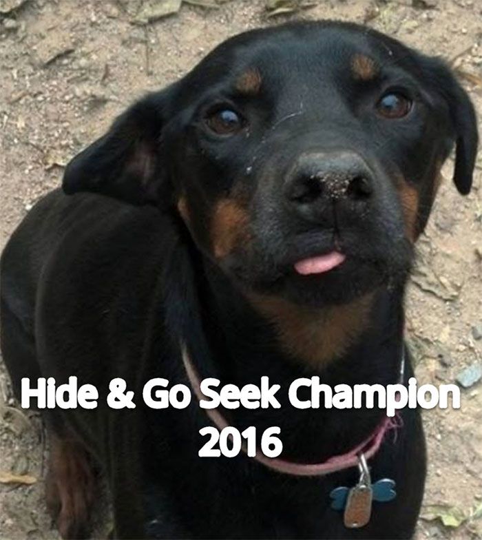 dog-hide-and-go-seek