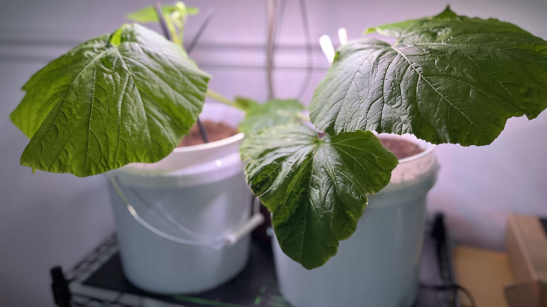 Close-up of large green leaves on a potted plant in an indoor grow setup, with a suspended LED light and blurred background equipment.