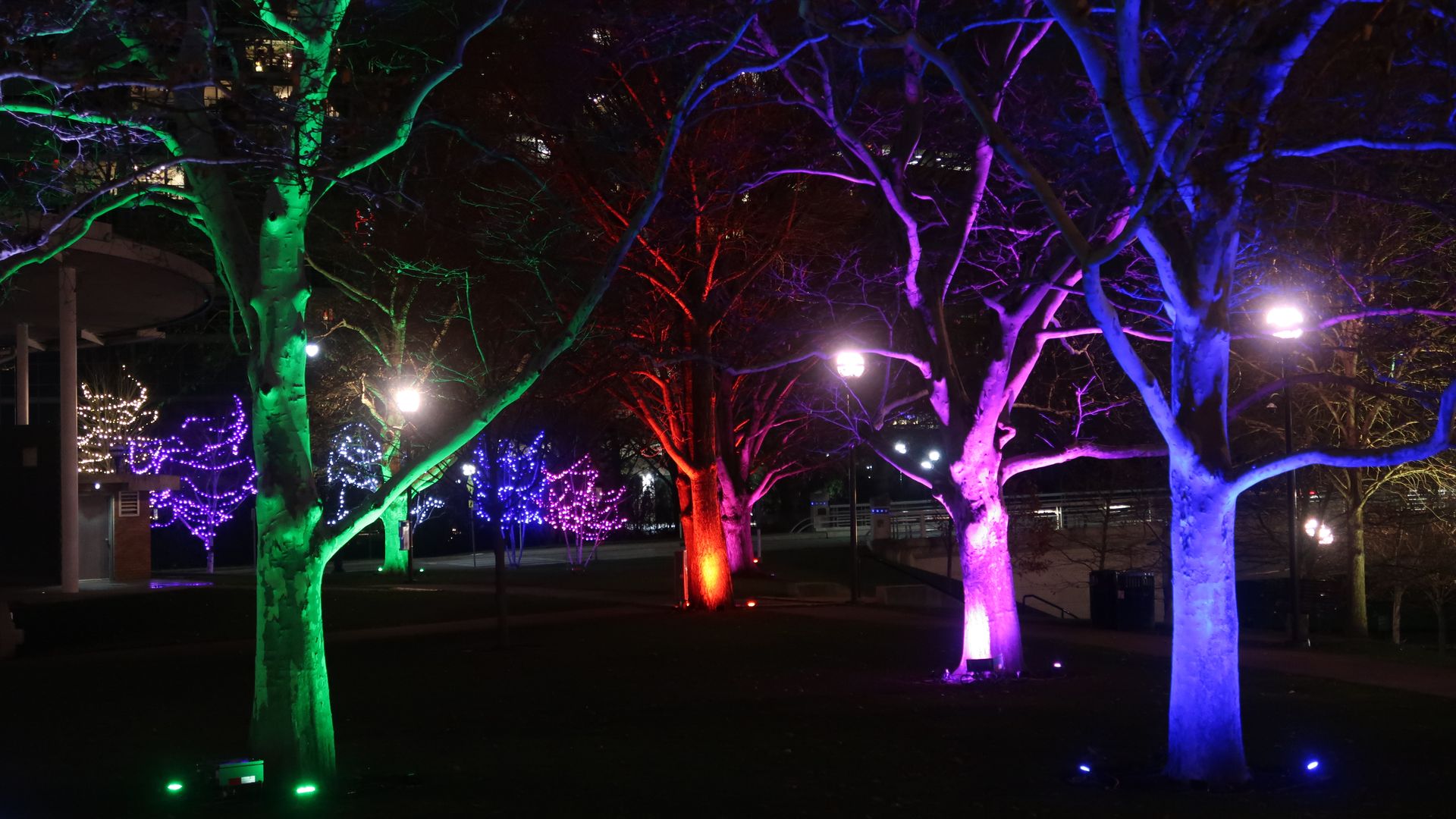 Trees illuminated by red, green, purple and blue spotlights